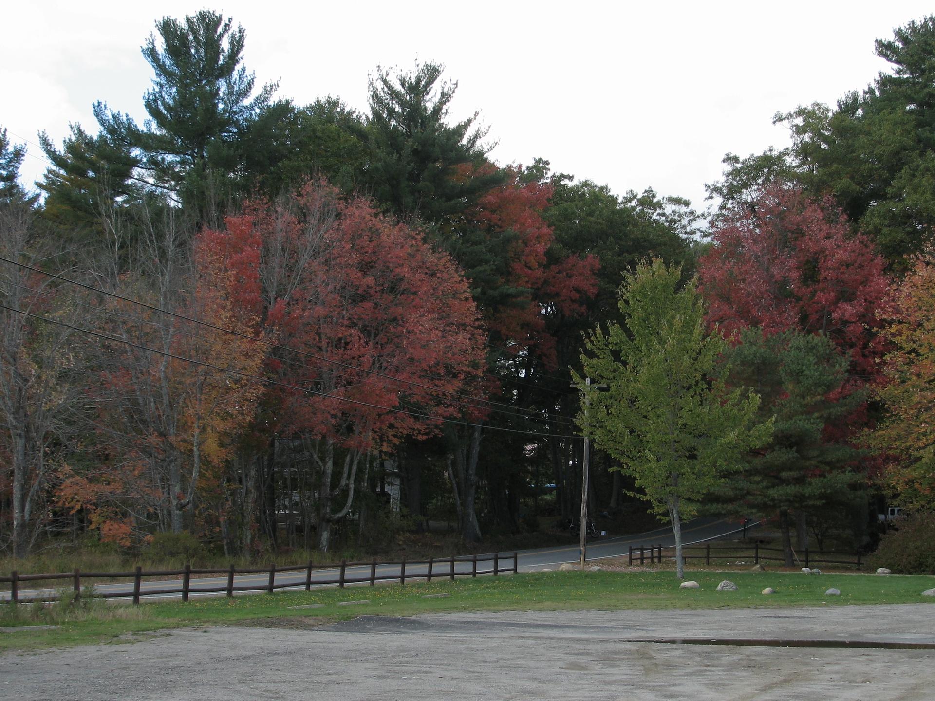Autumn trees with colorful foliage next to a fence and open ground under an overcast sky.