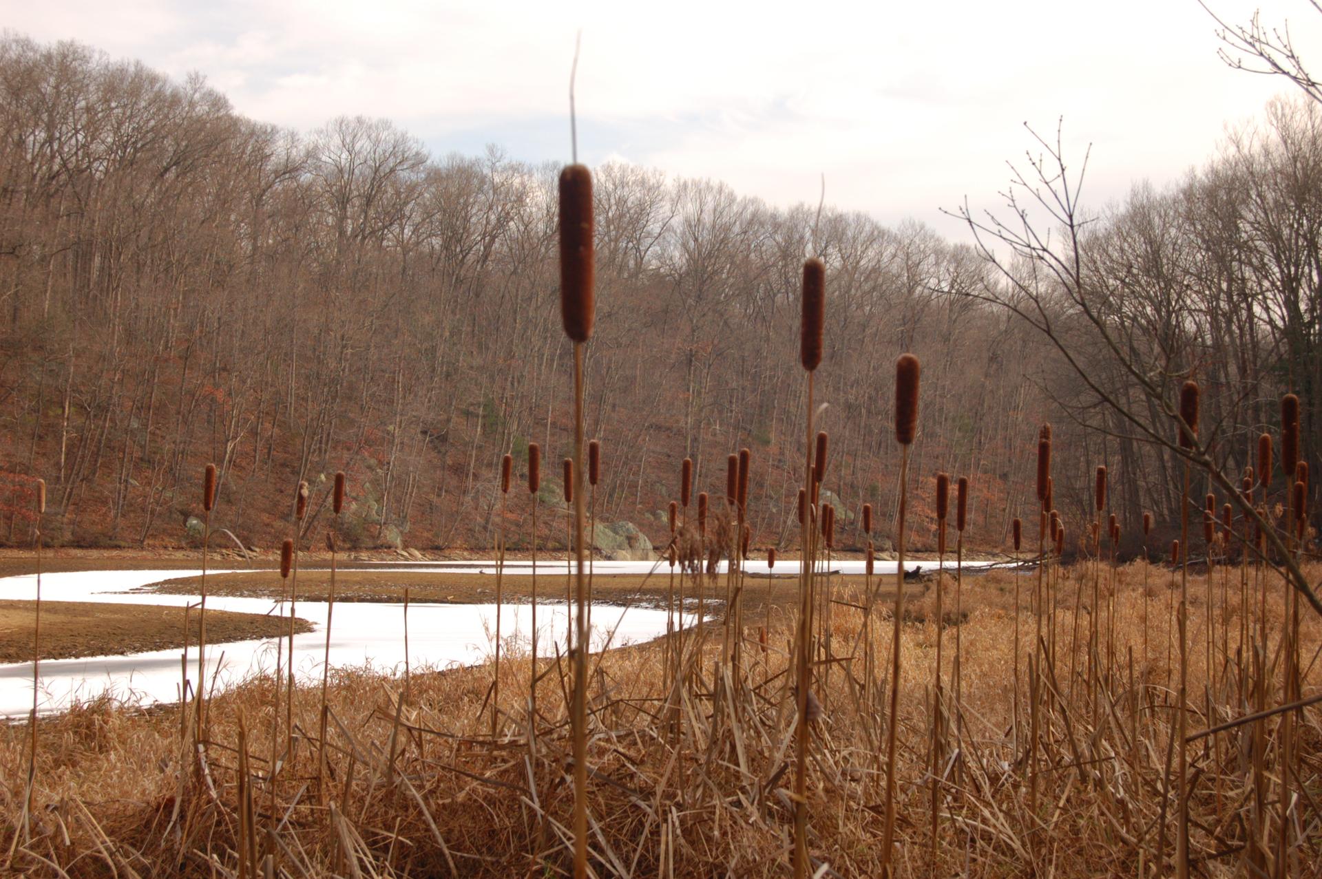 Cattails in a marsh with partially frozen water and bare trees under an overcast sky.