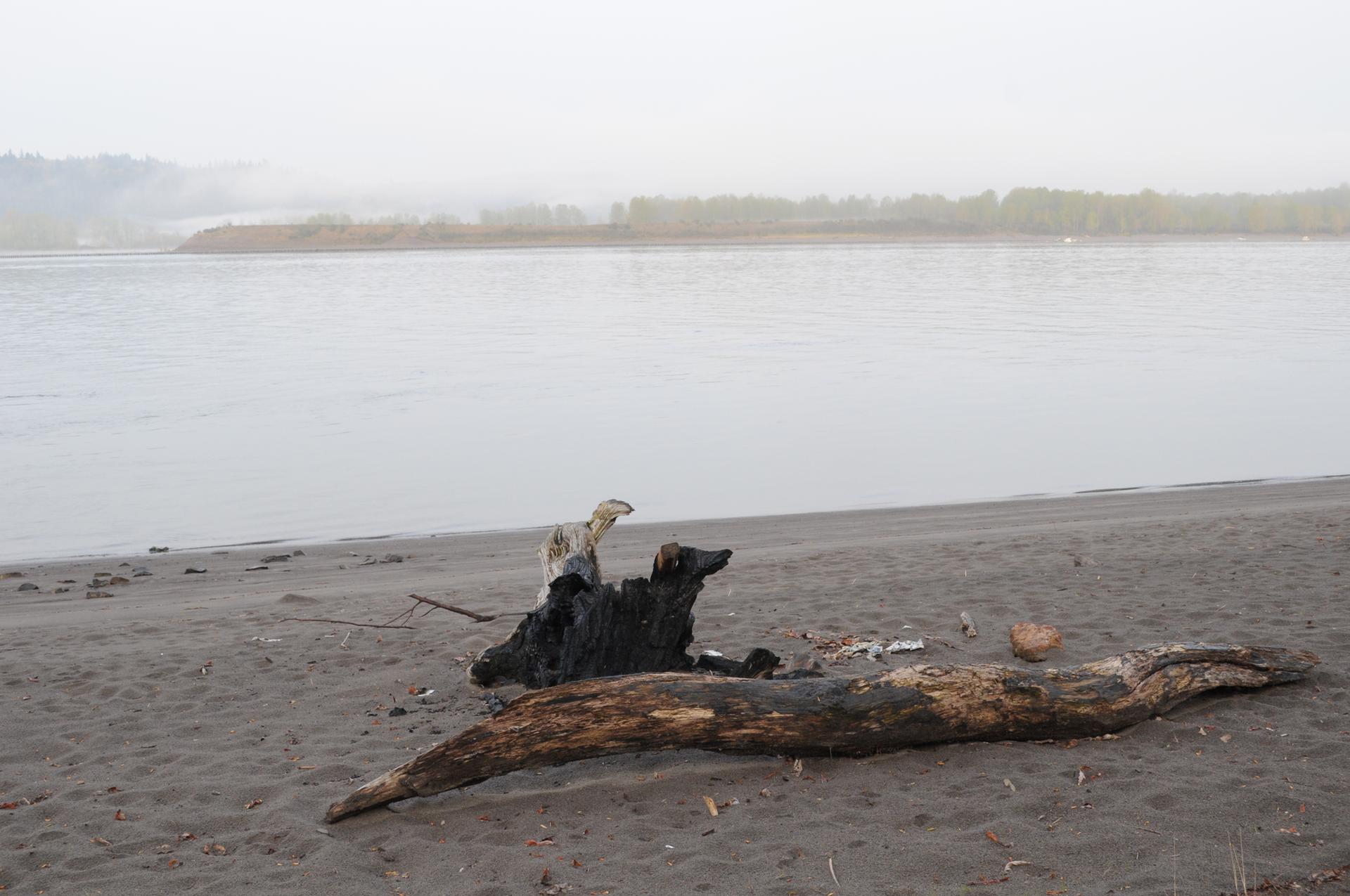 A bird perches on driftwood on a sandy riverbank under a misty sky.