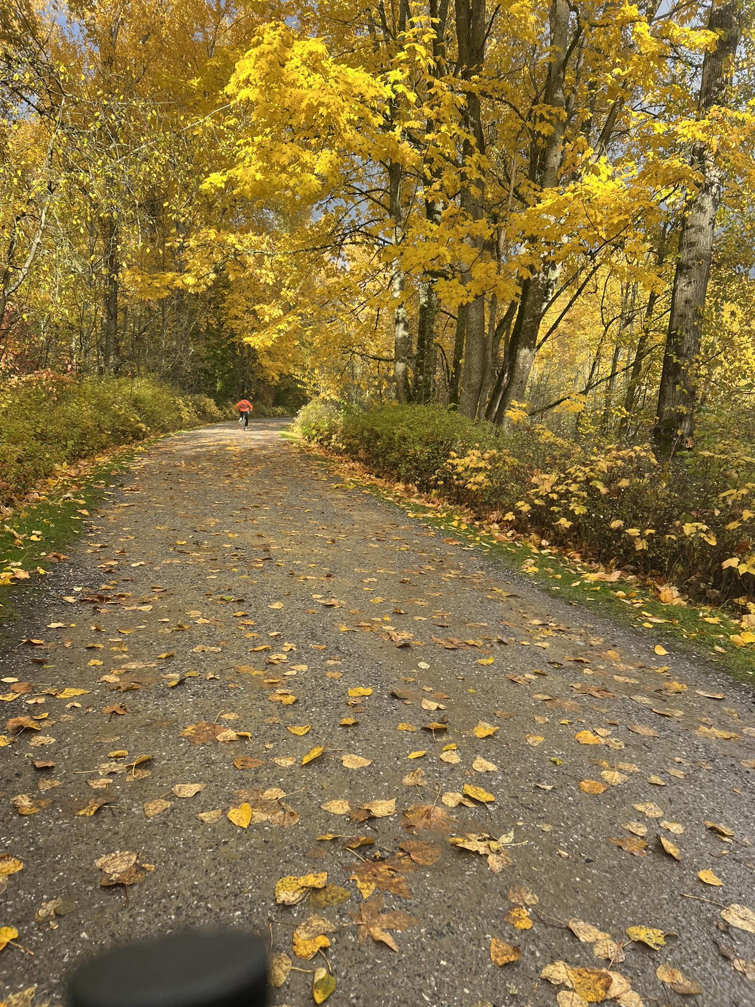 Paved path through a forest with vibrant yellow autumn leaves, person walking.