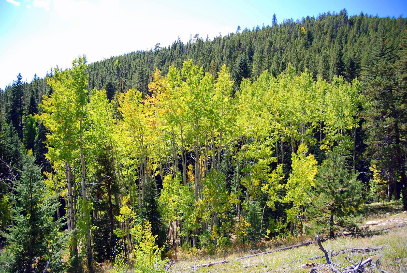 Bright forest scene with green and yellow deciduous trees among dark conifers.