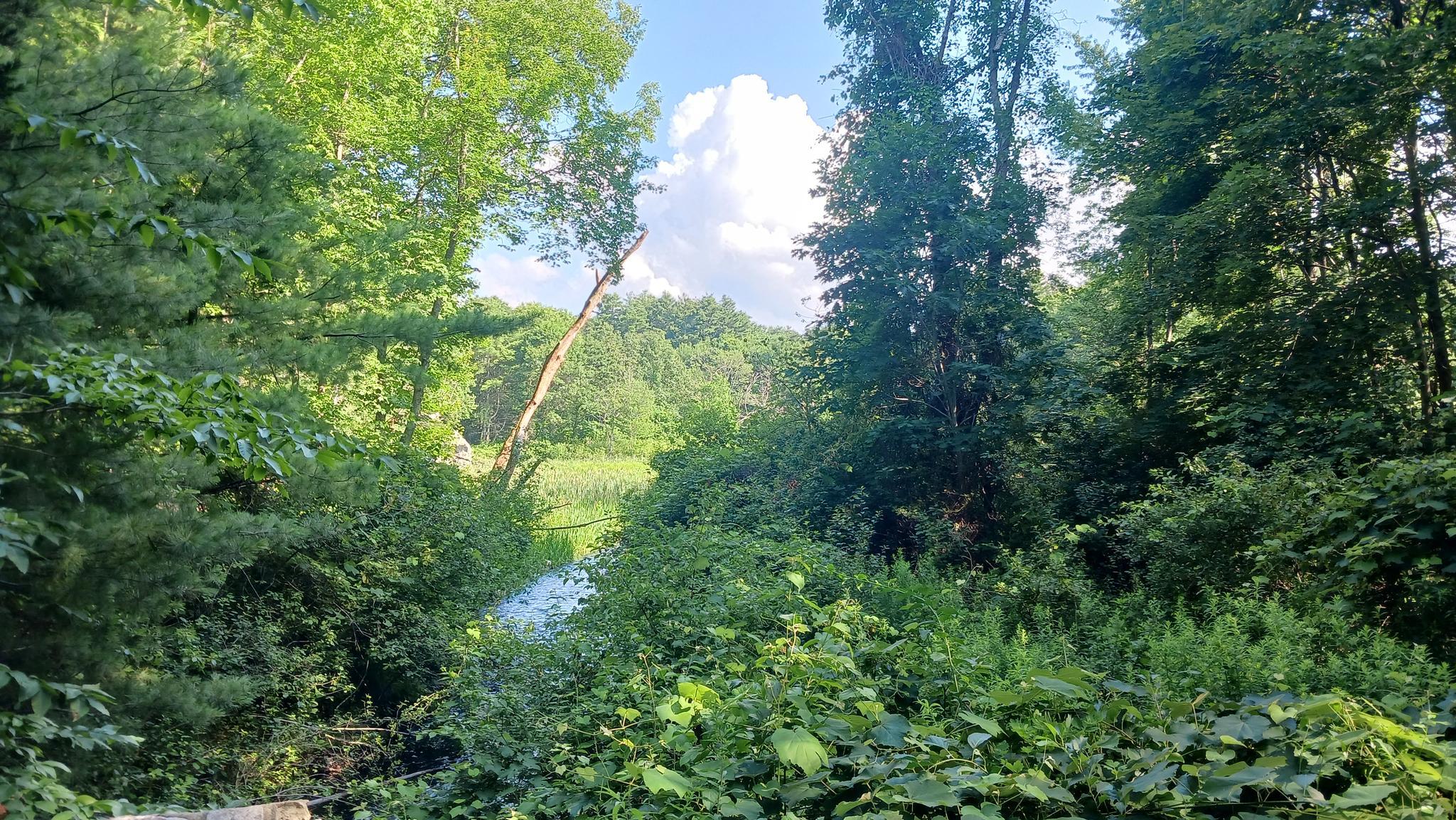 Dense green forest with a bright sky and distant clearing.