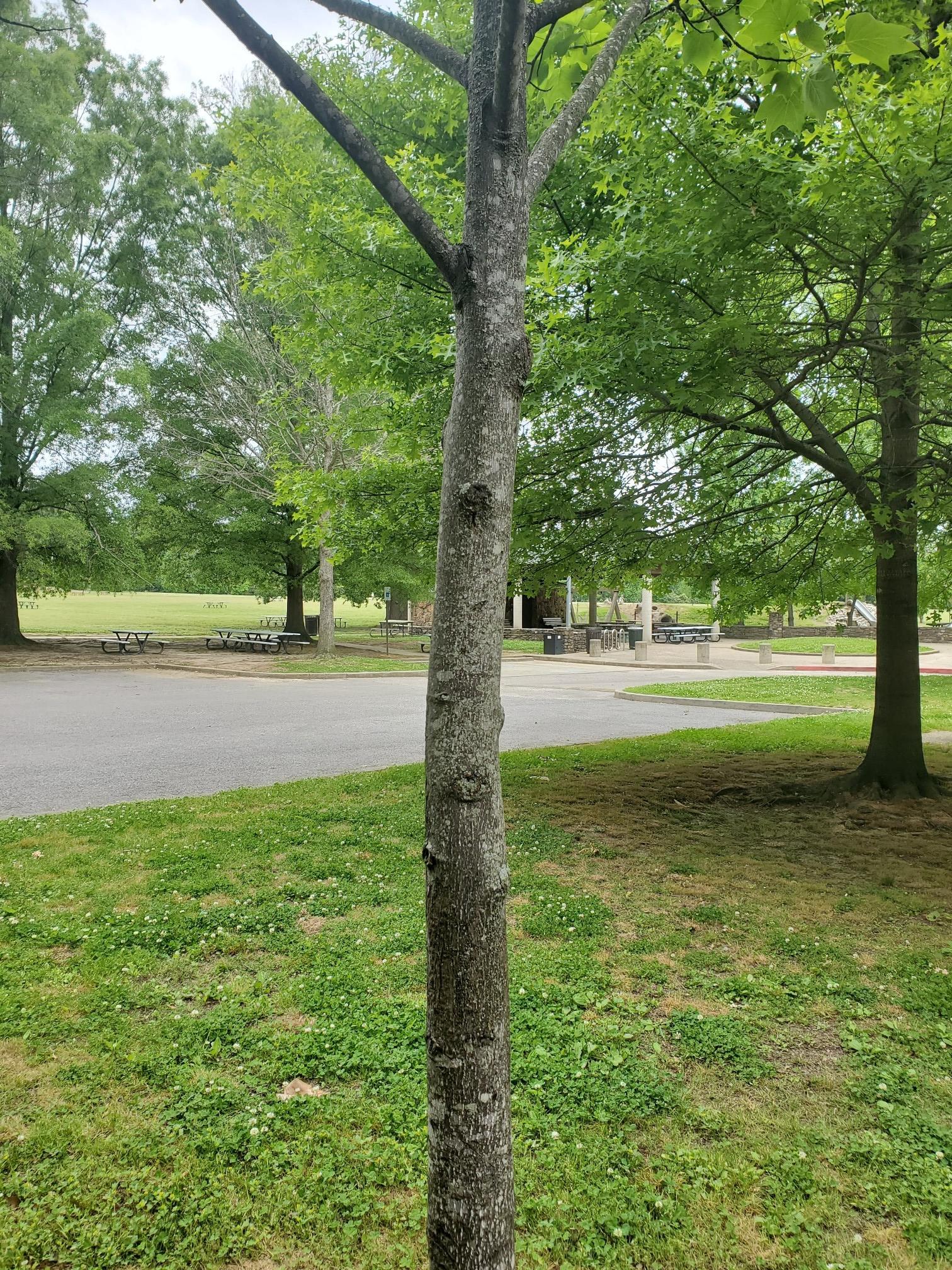 A tree trunk in the foreground with a grassy park and paved path behind.