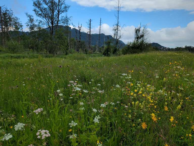 Sentiero naturalistico della torbiera di Pfronten – Escursioni e come ...