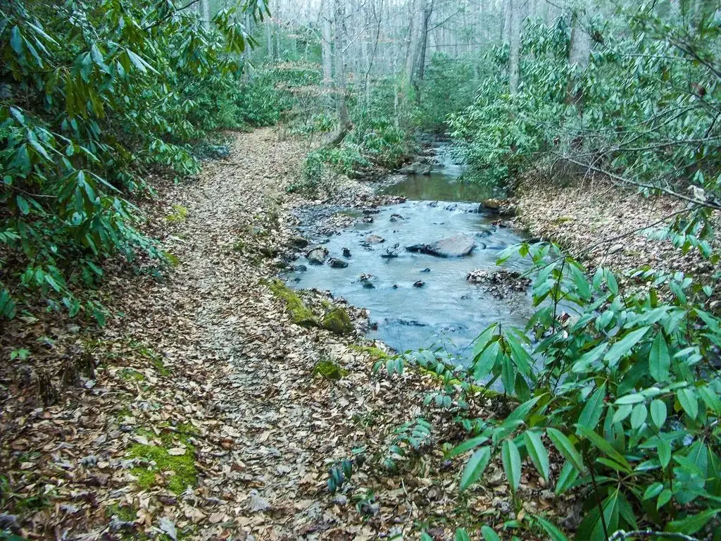 Forest path beside a rocky stream with lush green foliage under diffused light. - Pine Mountain and Bad Fork Trail Loop