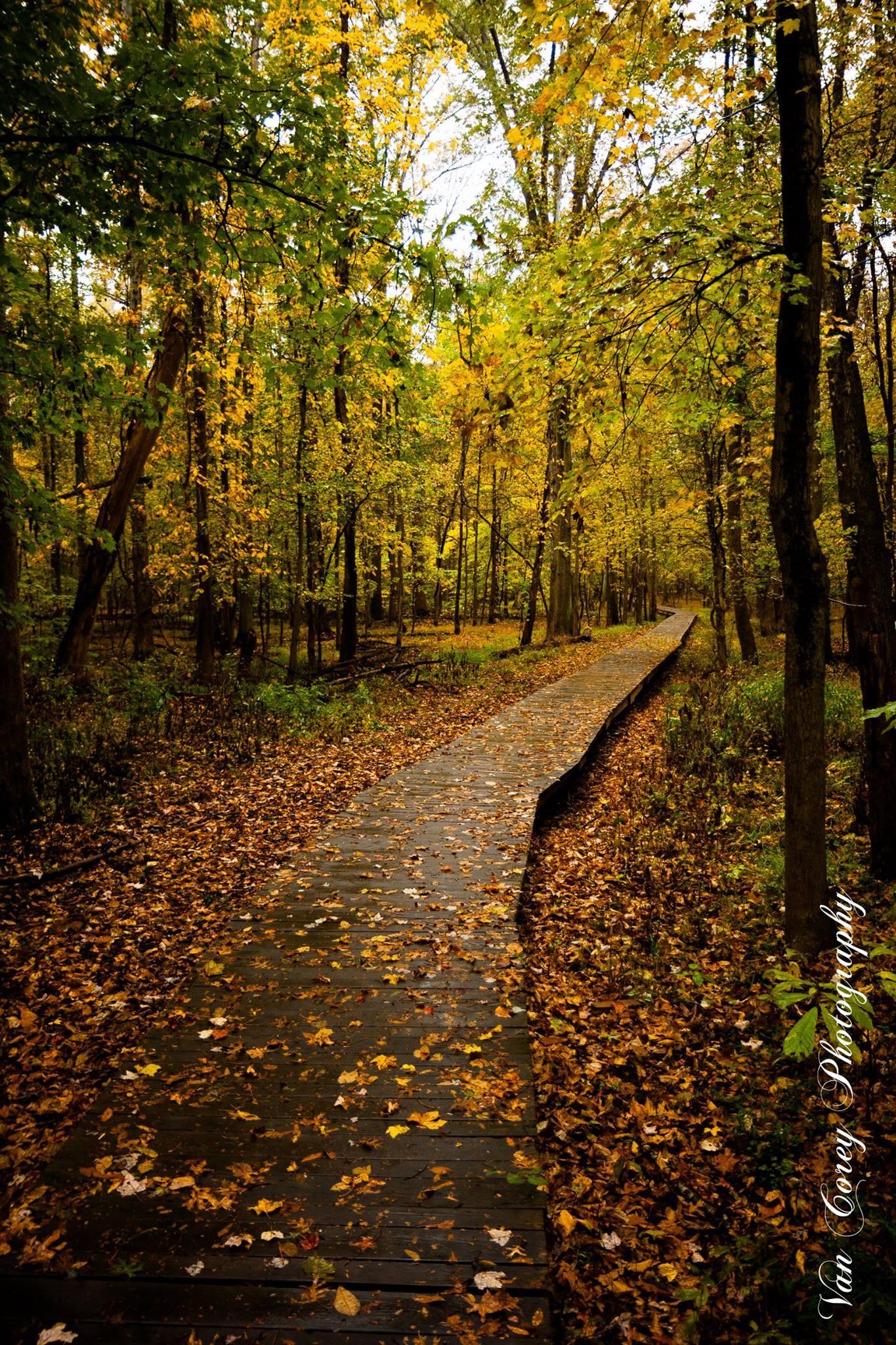 A wooden boardwalk path winds through a vibrant autumn forest, covered in fallen leaves.