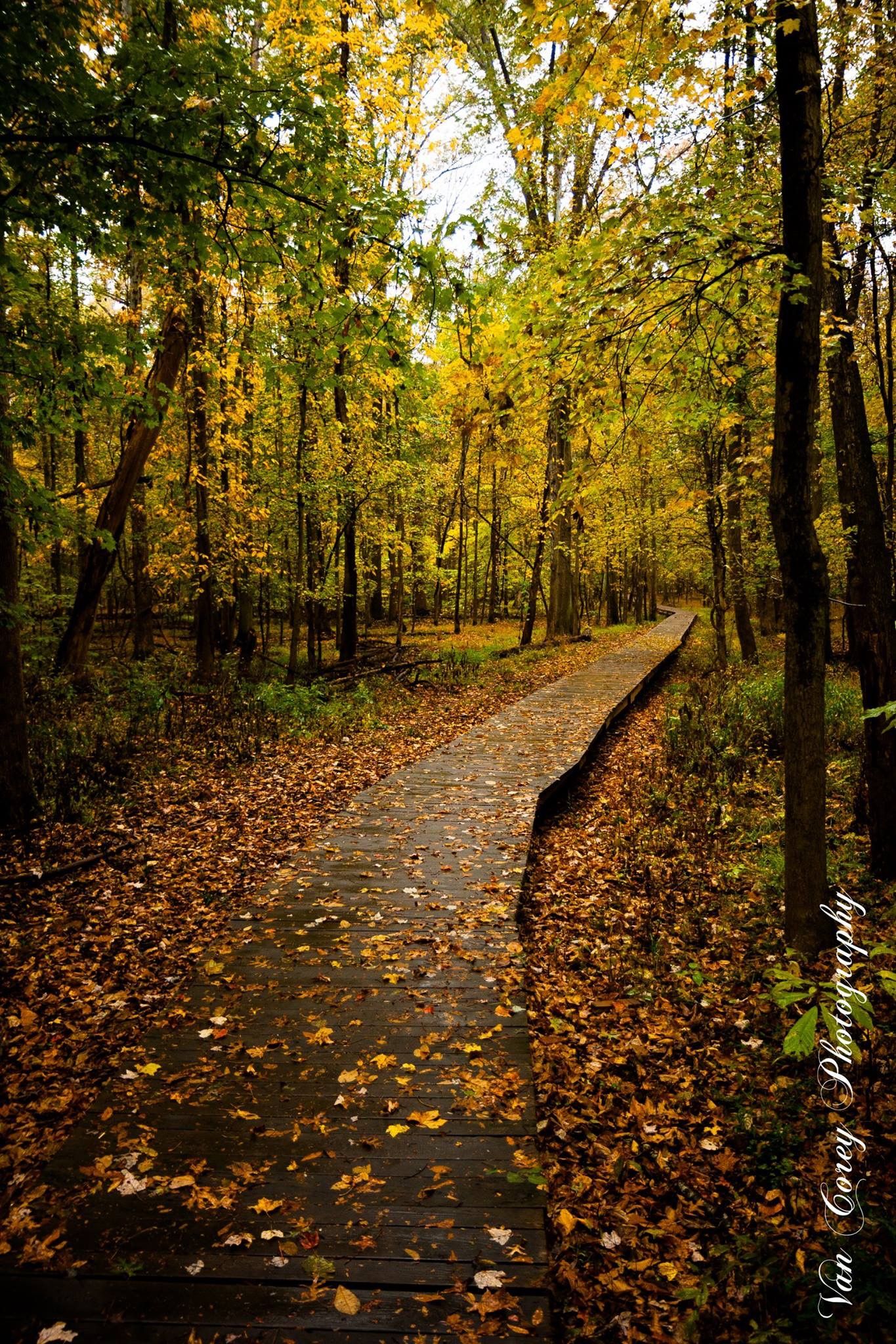 A wooden boardwalk path winds through a vibrant autumn forest, covered in fallen leaves. - Bluebell and Bull Run Loop