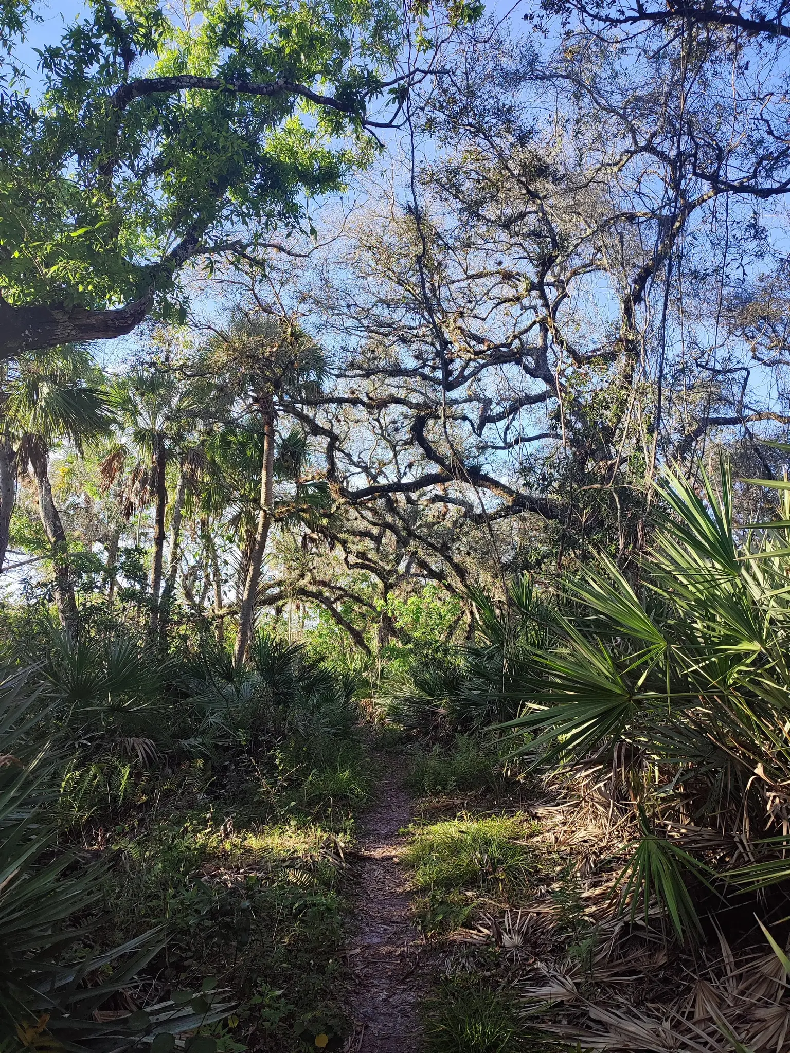 Narrow dirt path winding through a dense, sun-dappled forest with large trees.