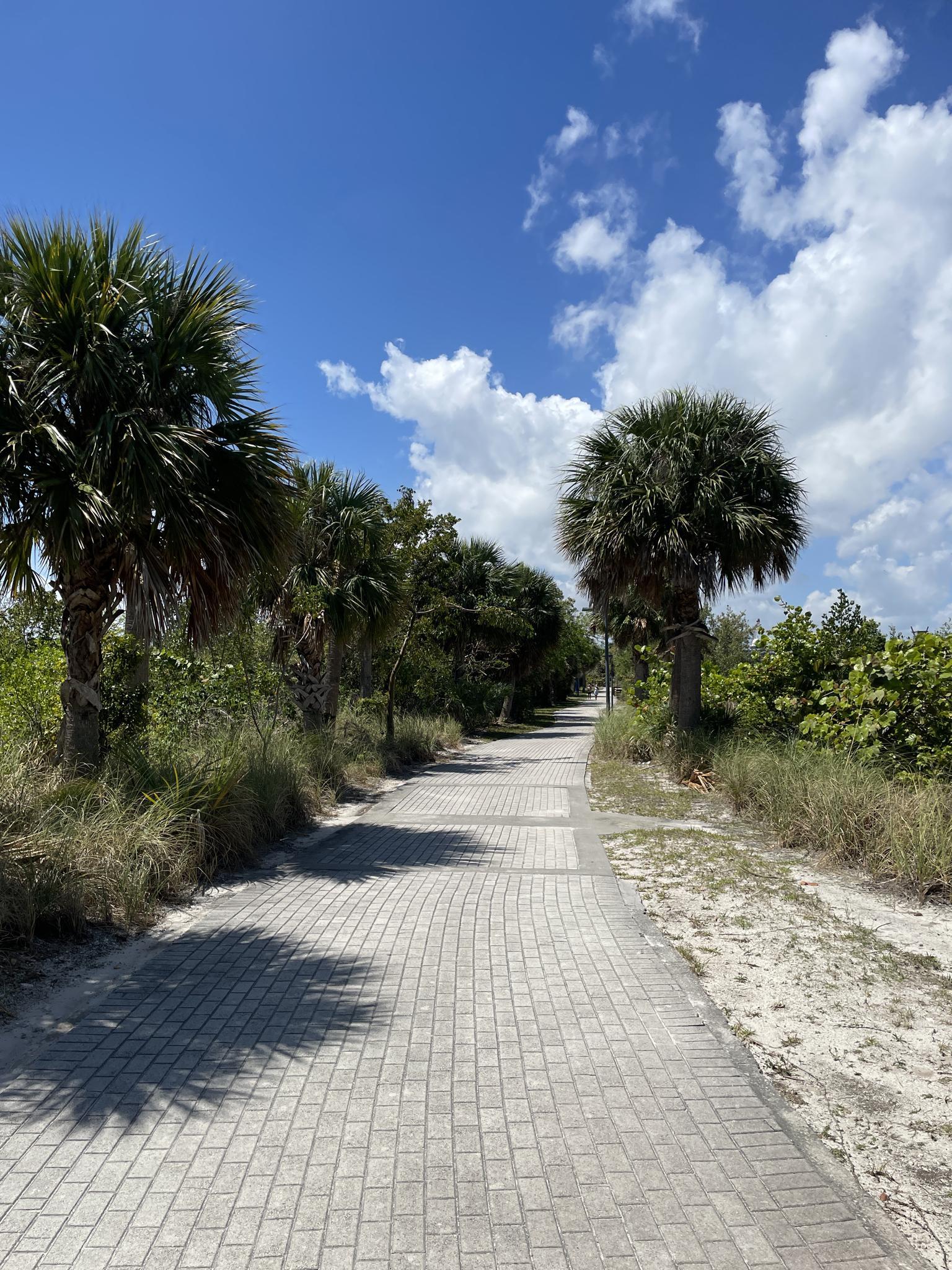 Paved pathway winding through tall palm trees and green foliage on a sunny day.
