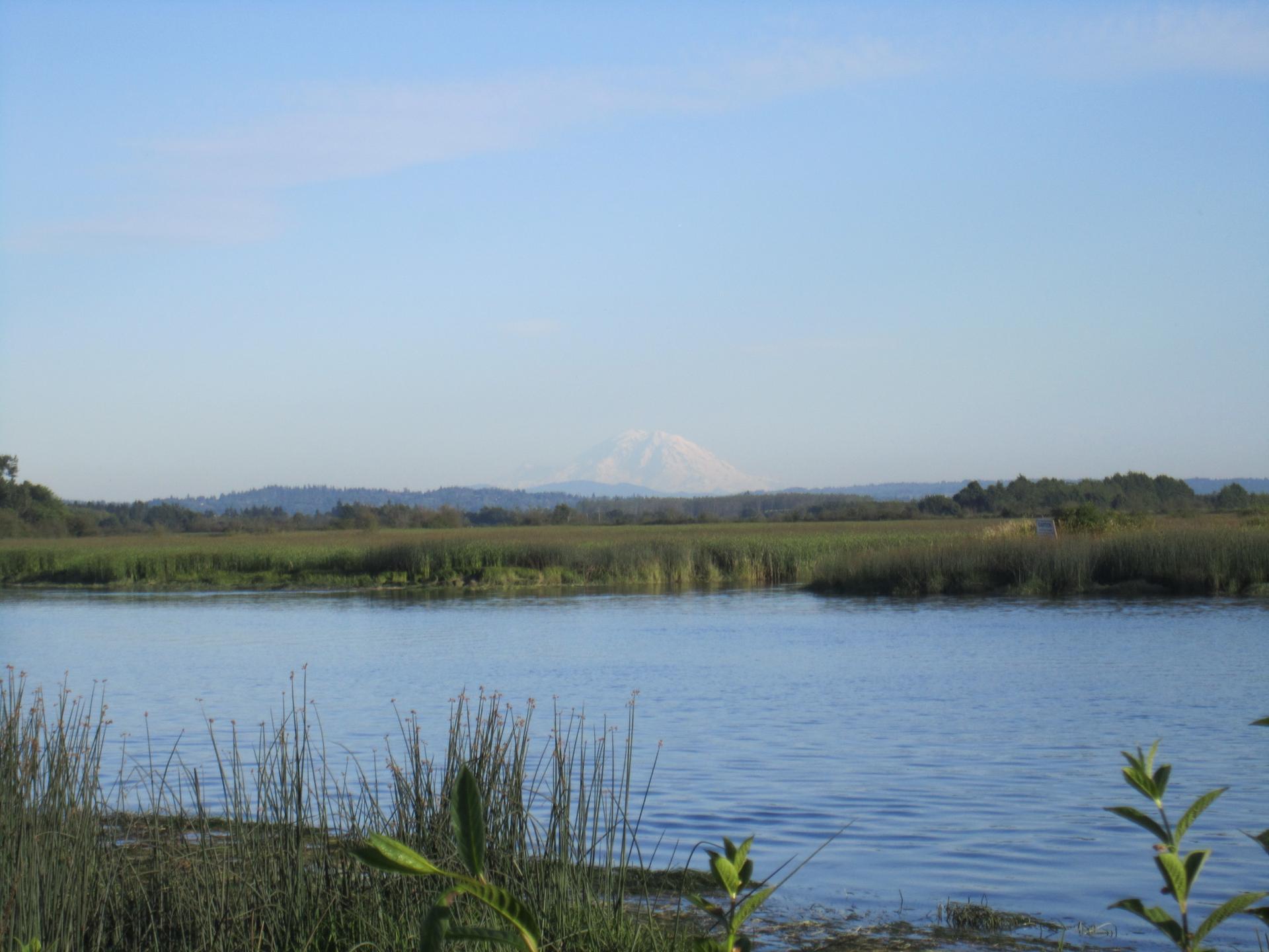 Calm water and tall grasses with a distant snow-capped mountain.