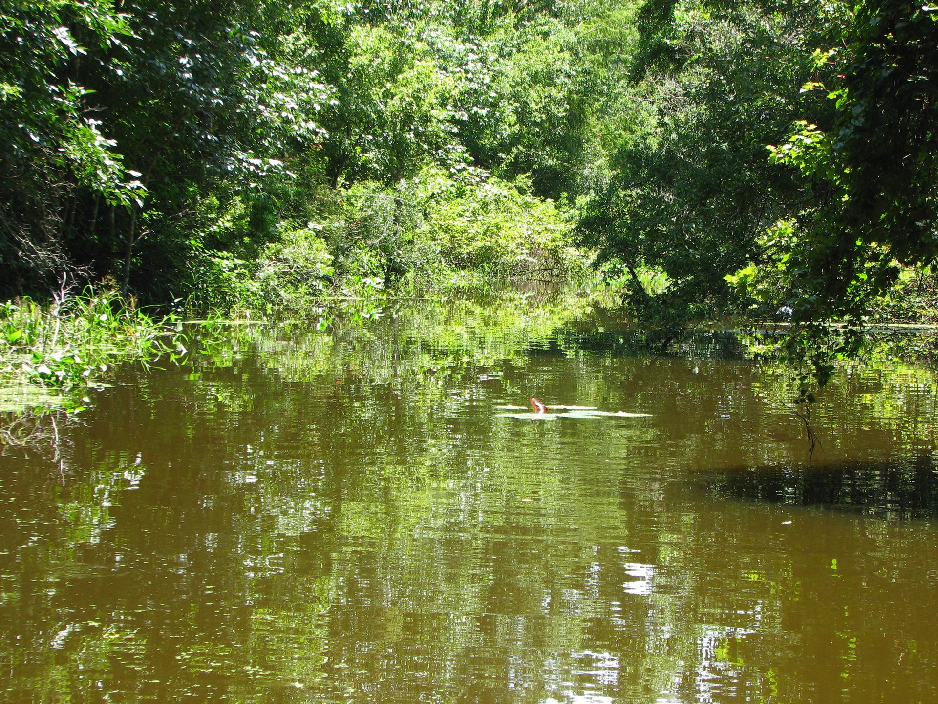 Calm, green water surrounded by dense, sunlit forest vegetation.