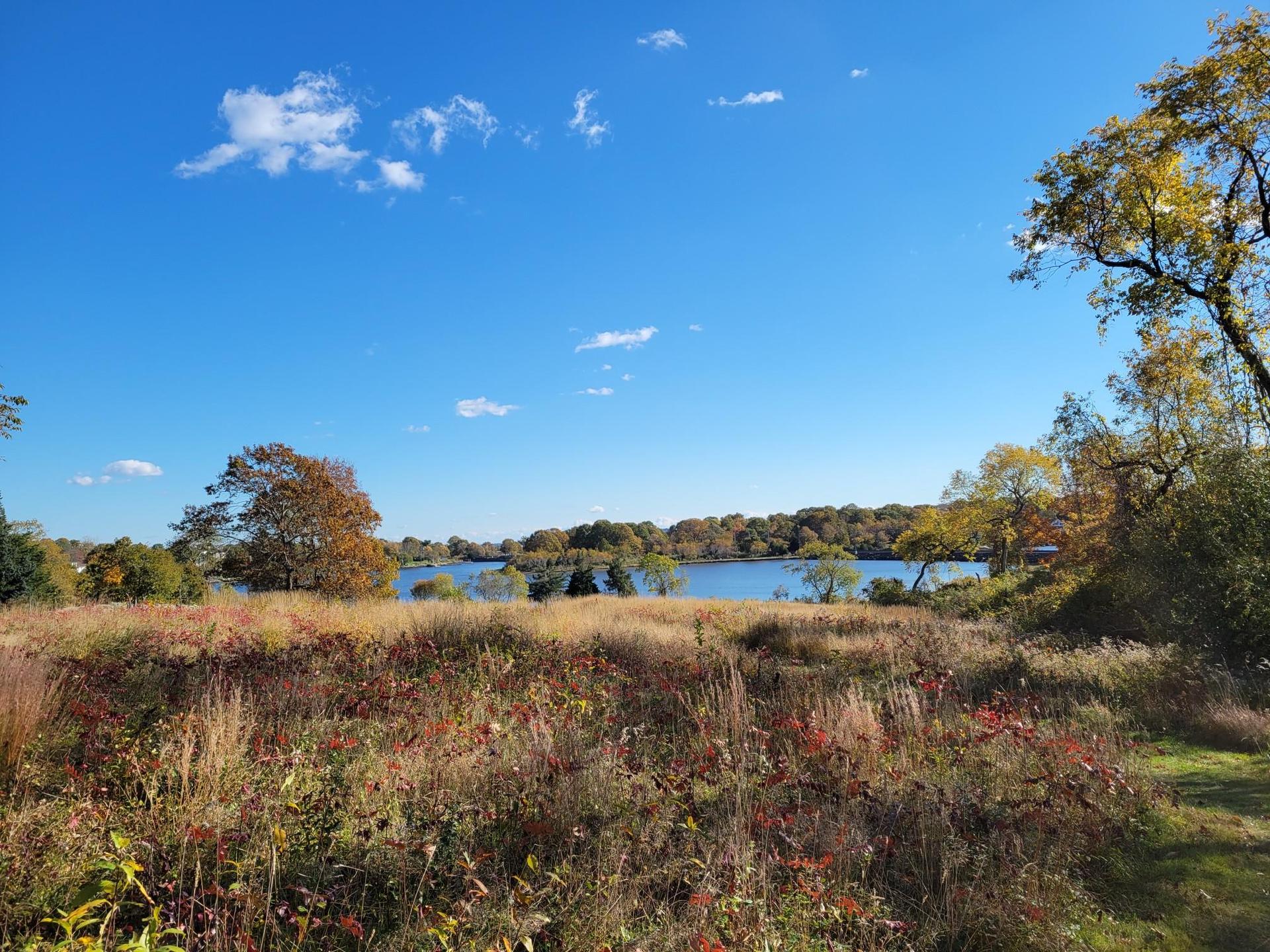 Vibrant autumn field overlooking a calm lake under a bright blue sky.