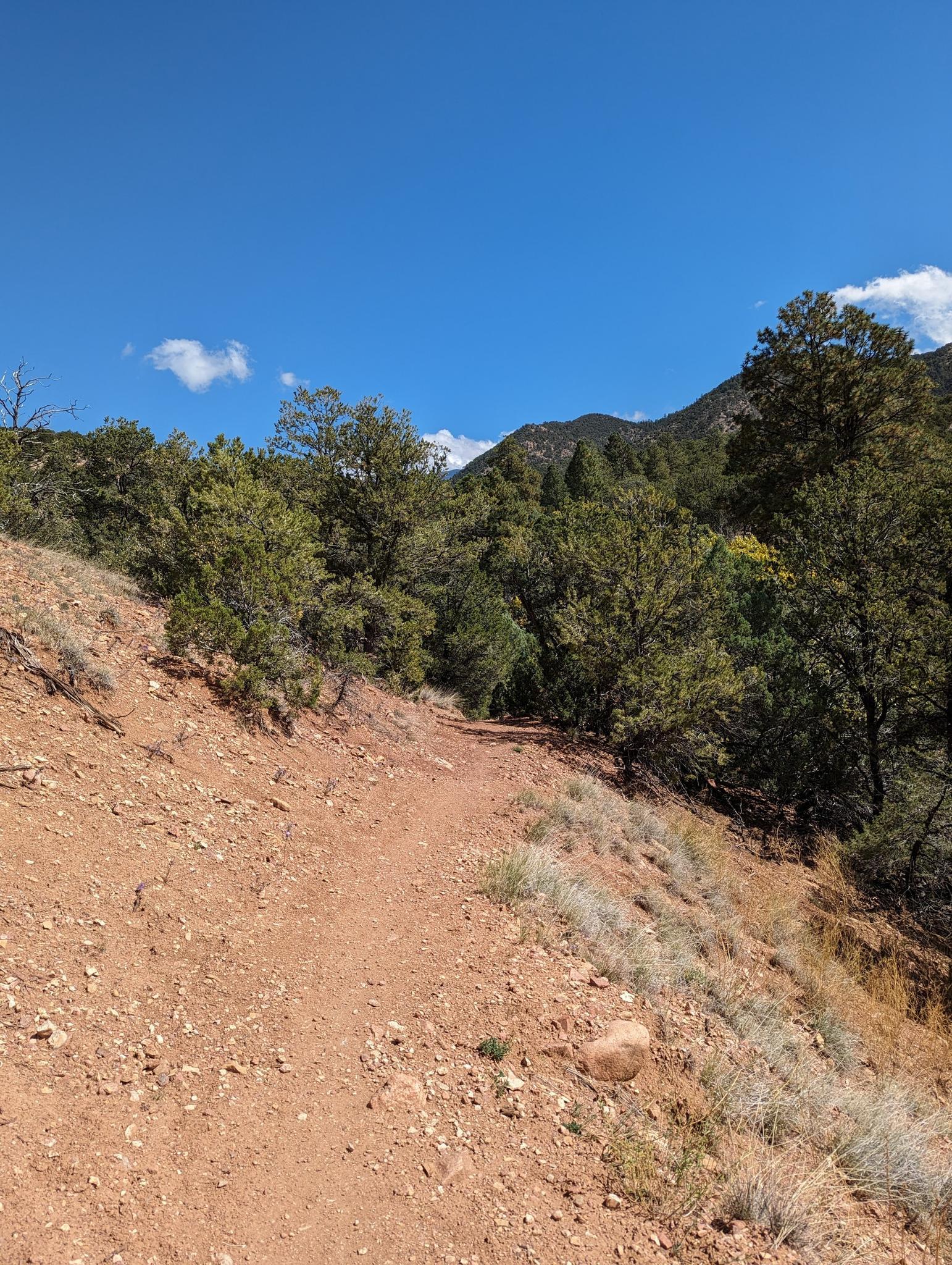 A winding dirt trail ascends a sunny, tree-covered hillside under a blue sky.