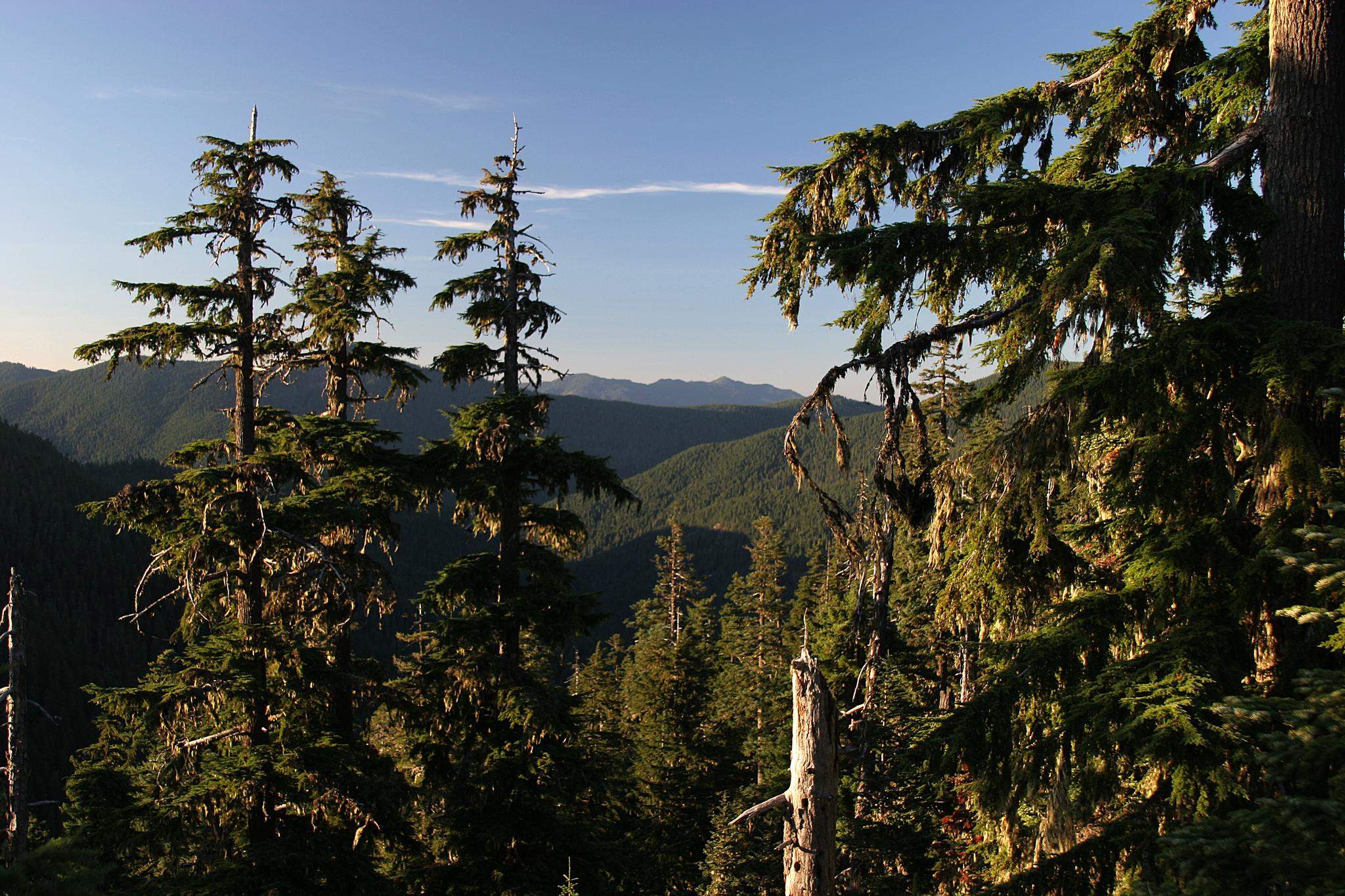 Sunlight illuminates tall evergreen trees overlooking a sprawling green mountain landscape.