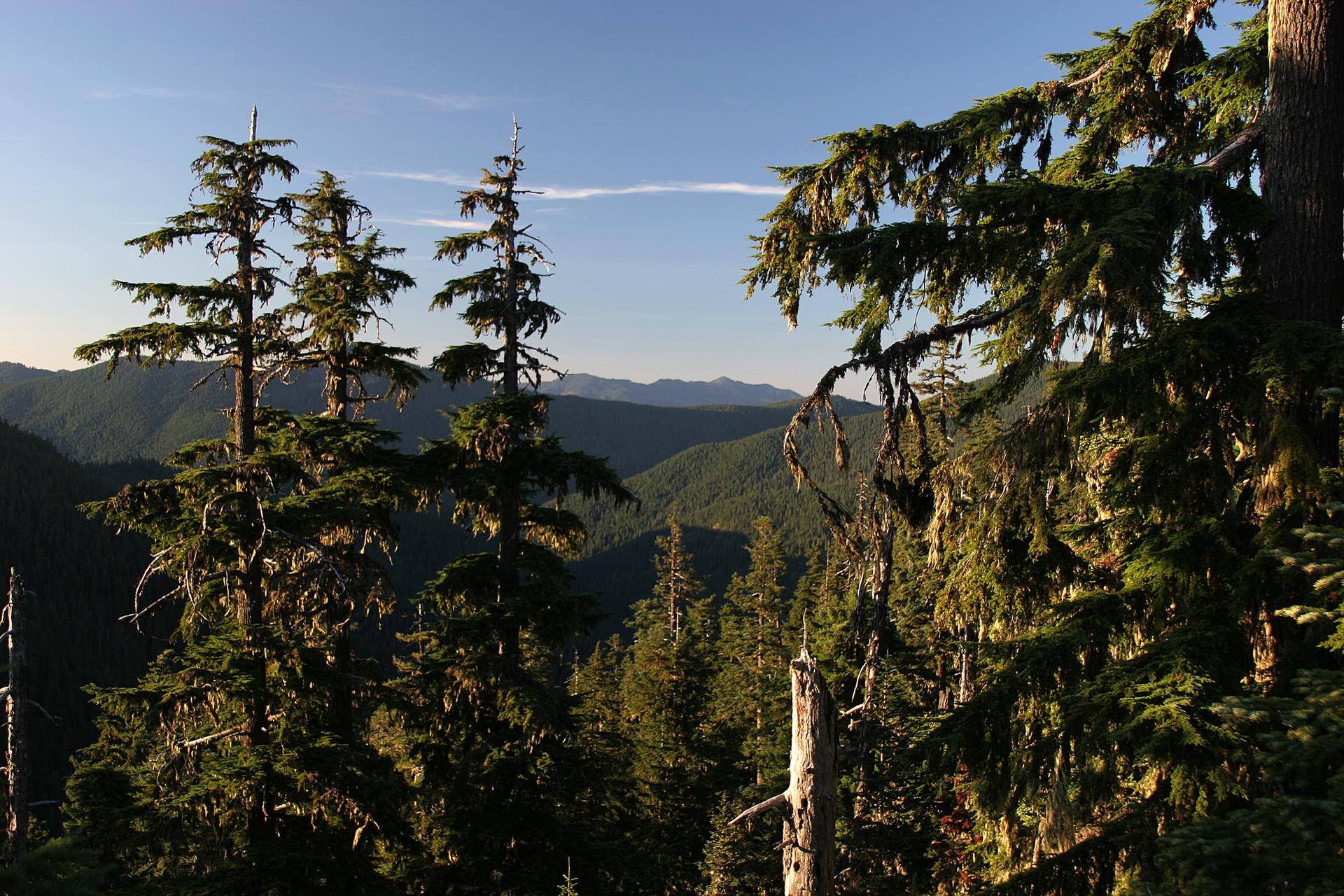 Sunlight illuminates tall evergreen trees overlooking a sprawling green mountain landscape.