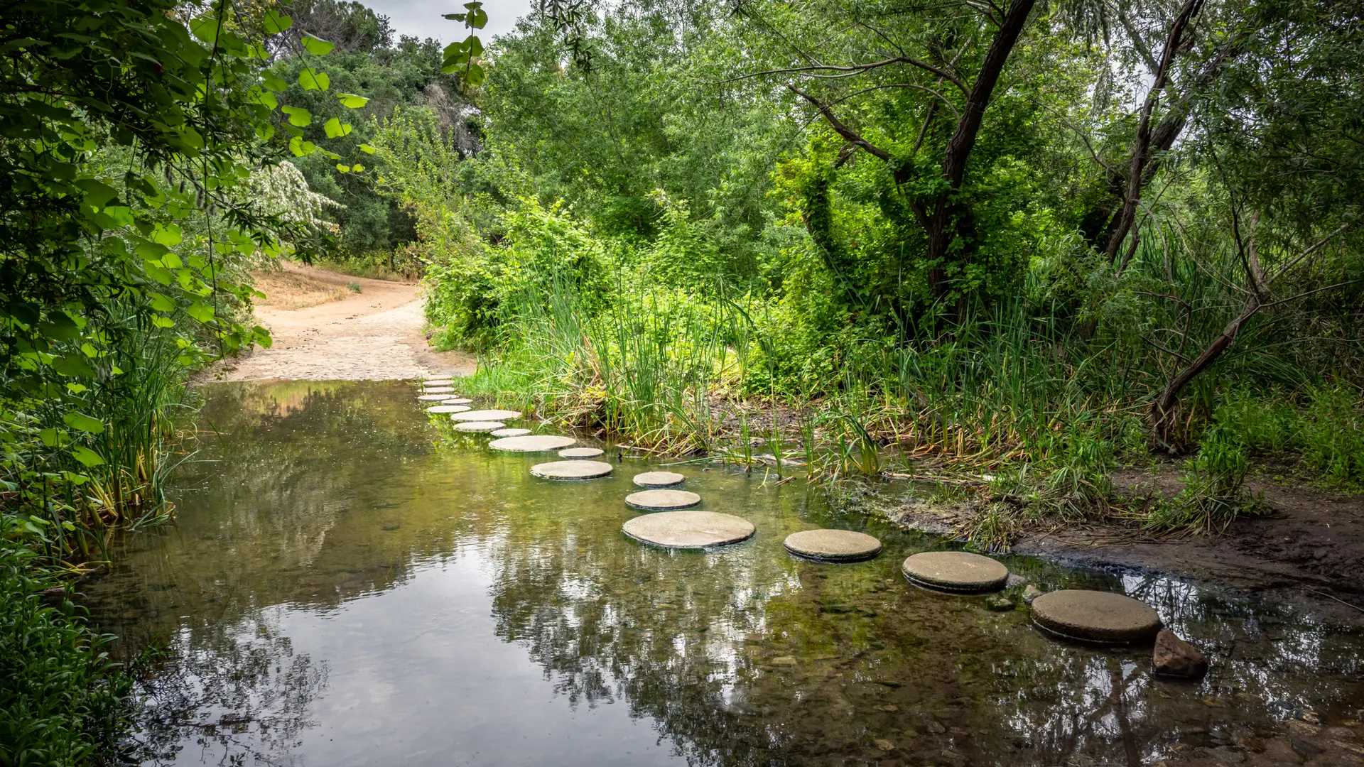 Stepping stones across a shallow stream in a lush, green forest.