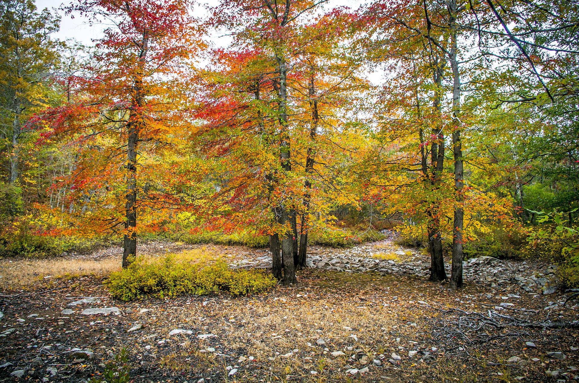 Vibrant autumn trees with red and yellow leaves in a sun-dappled forest.