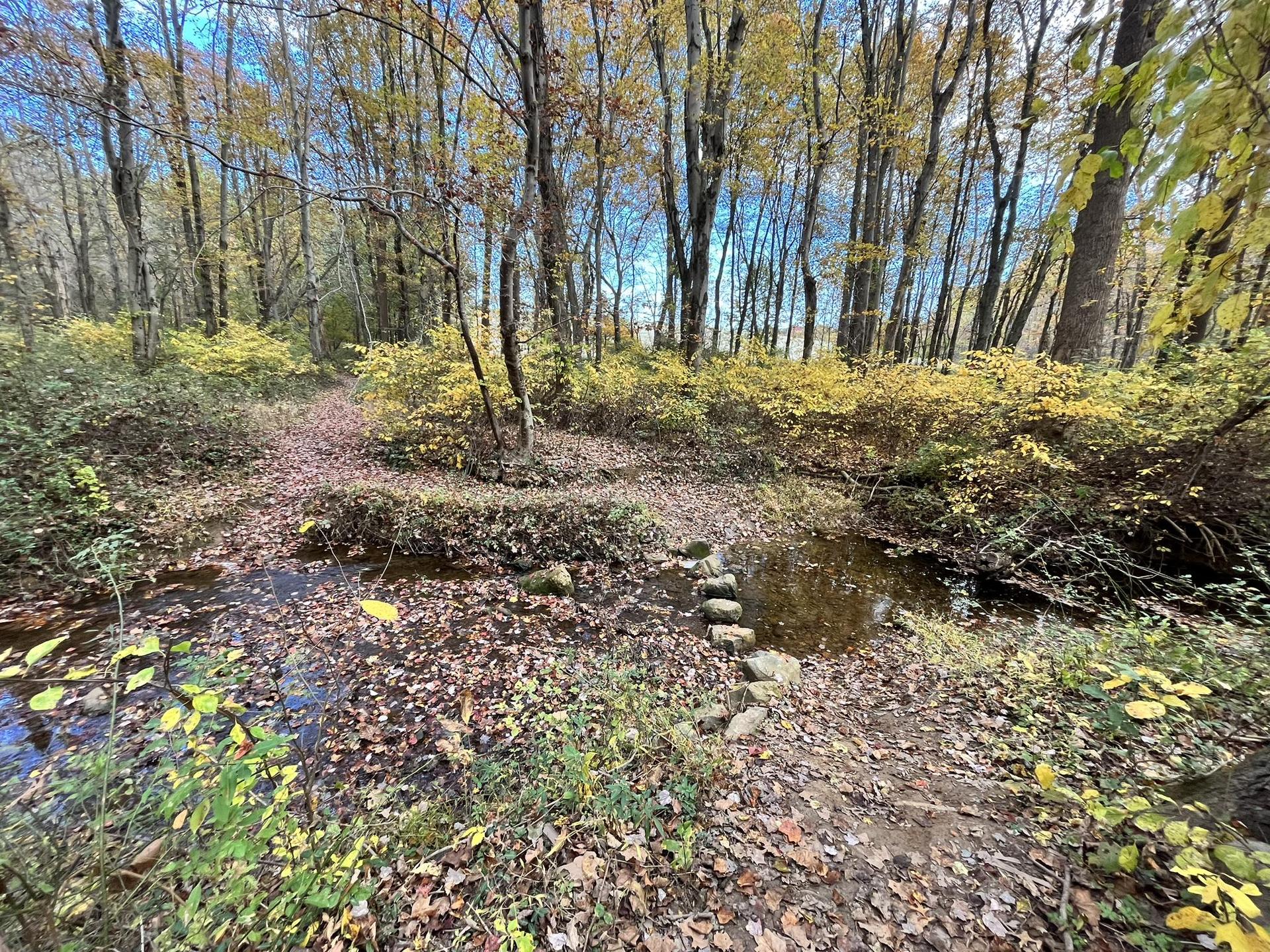 A small stream with stepping stones in an autumn forest.