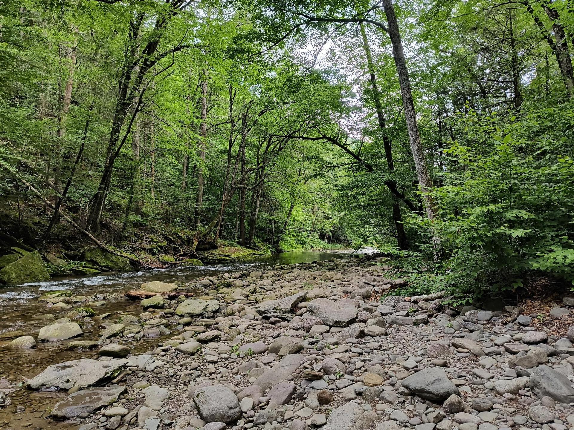 Lush green forest with a rocky stream flowing through, dappled light.