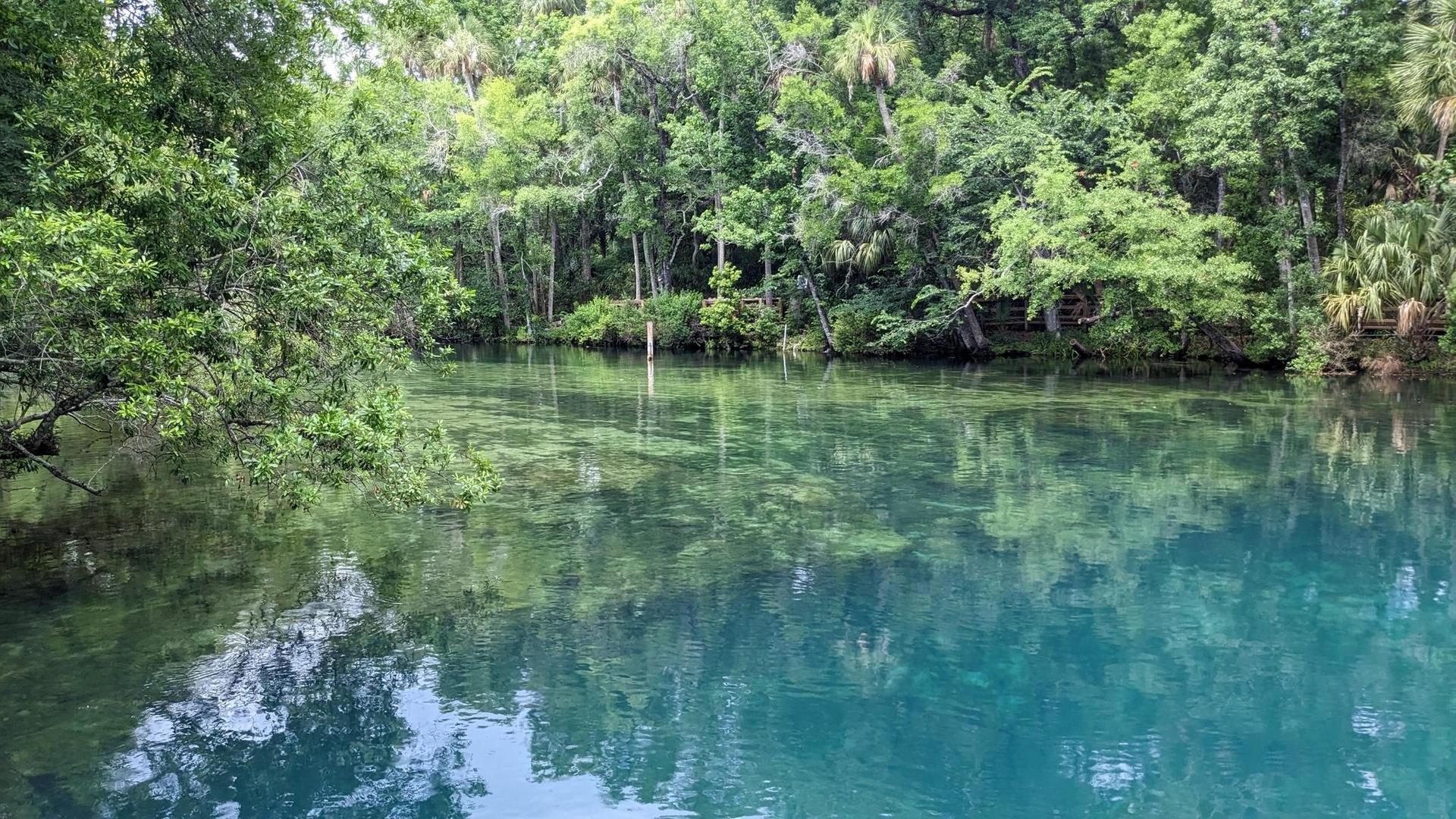 Clear blue-green water surrounded by lush green trees under bright natural light.