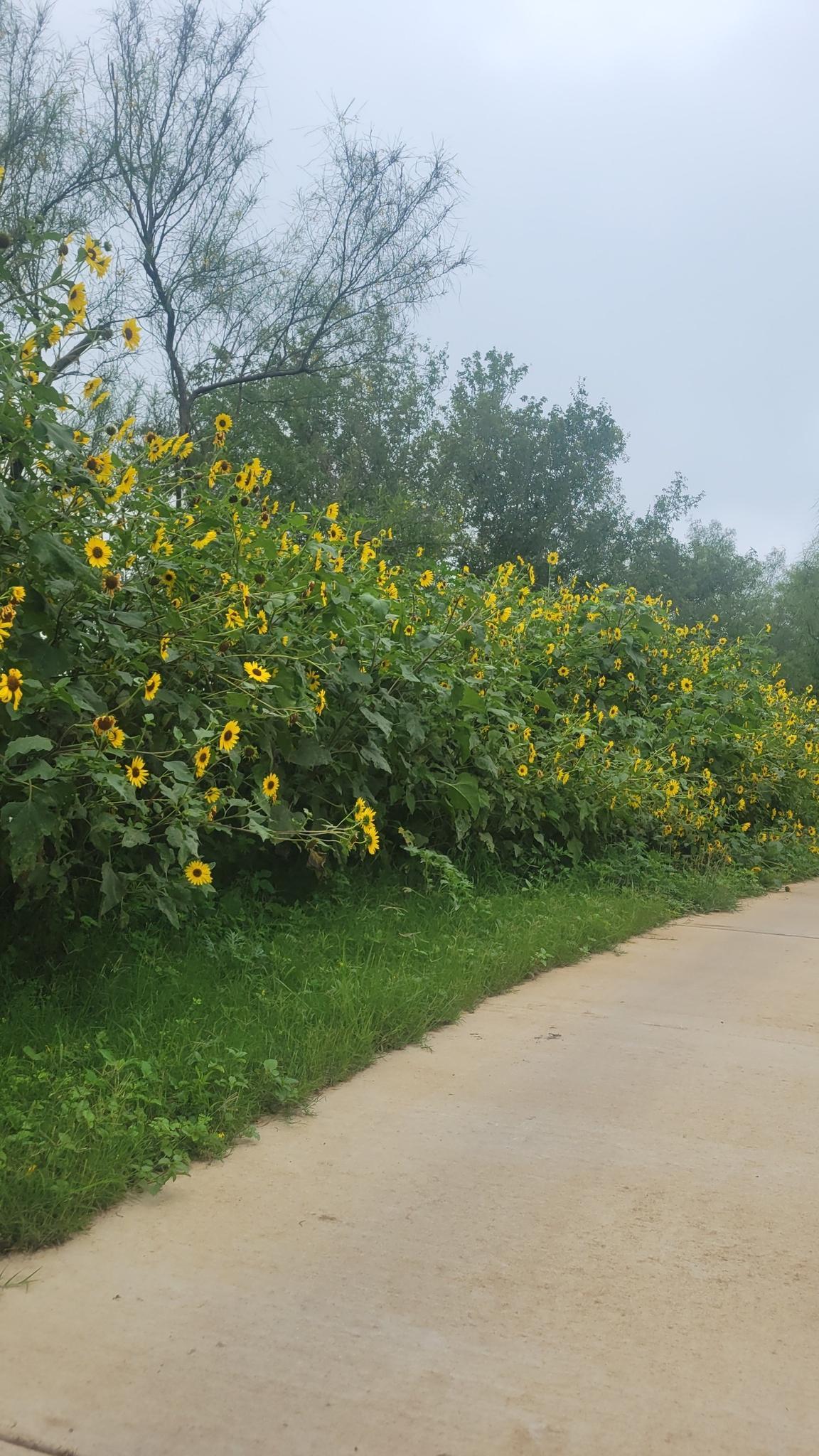 Paved path next to vibrant yellow sunflowers under an overcast sky.