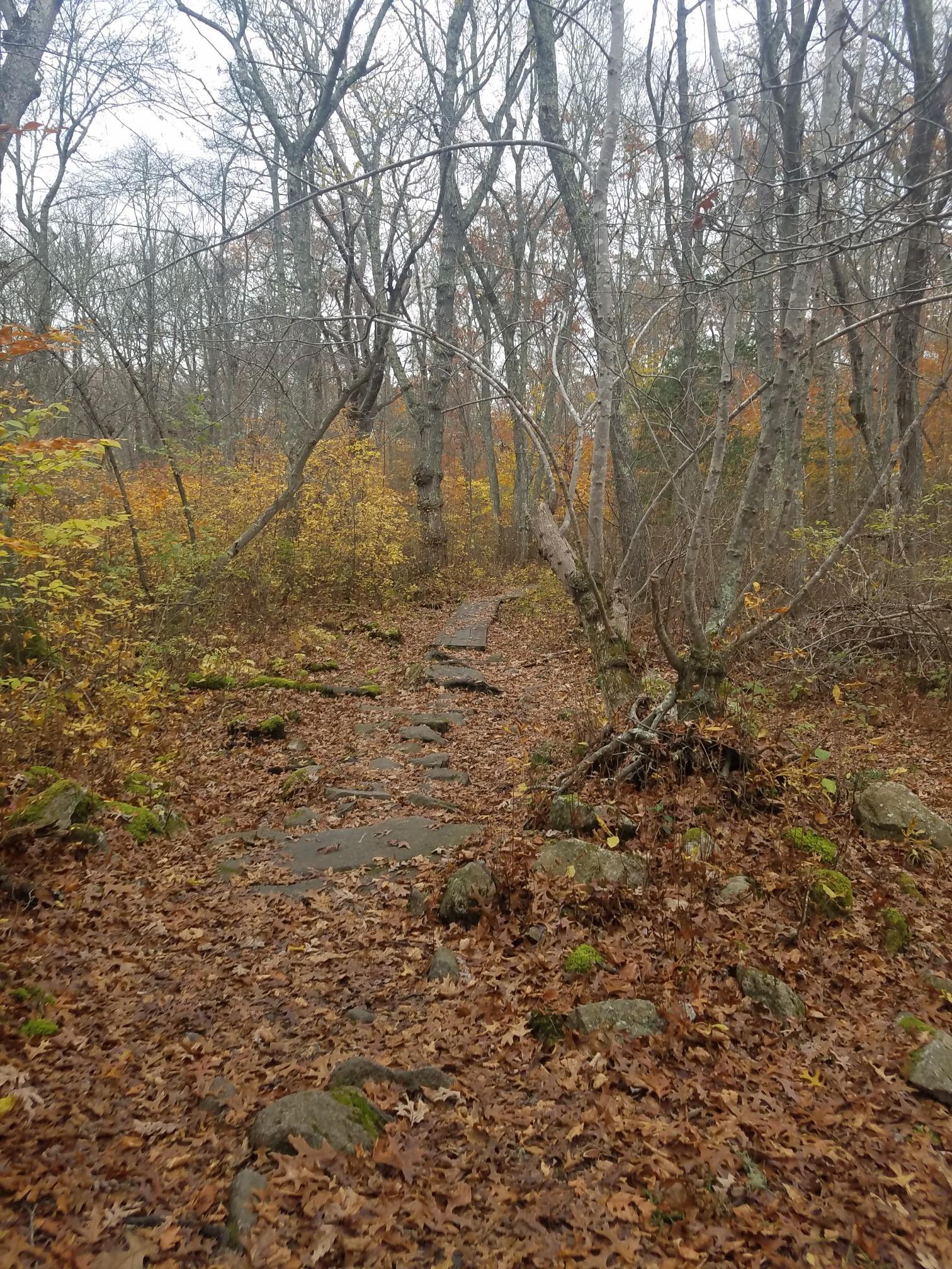 Forest path covered in brown autumn leaves, surrounded by bare trees.