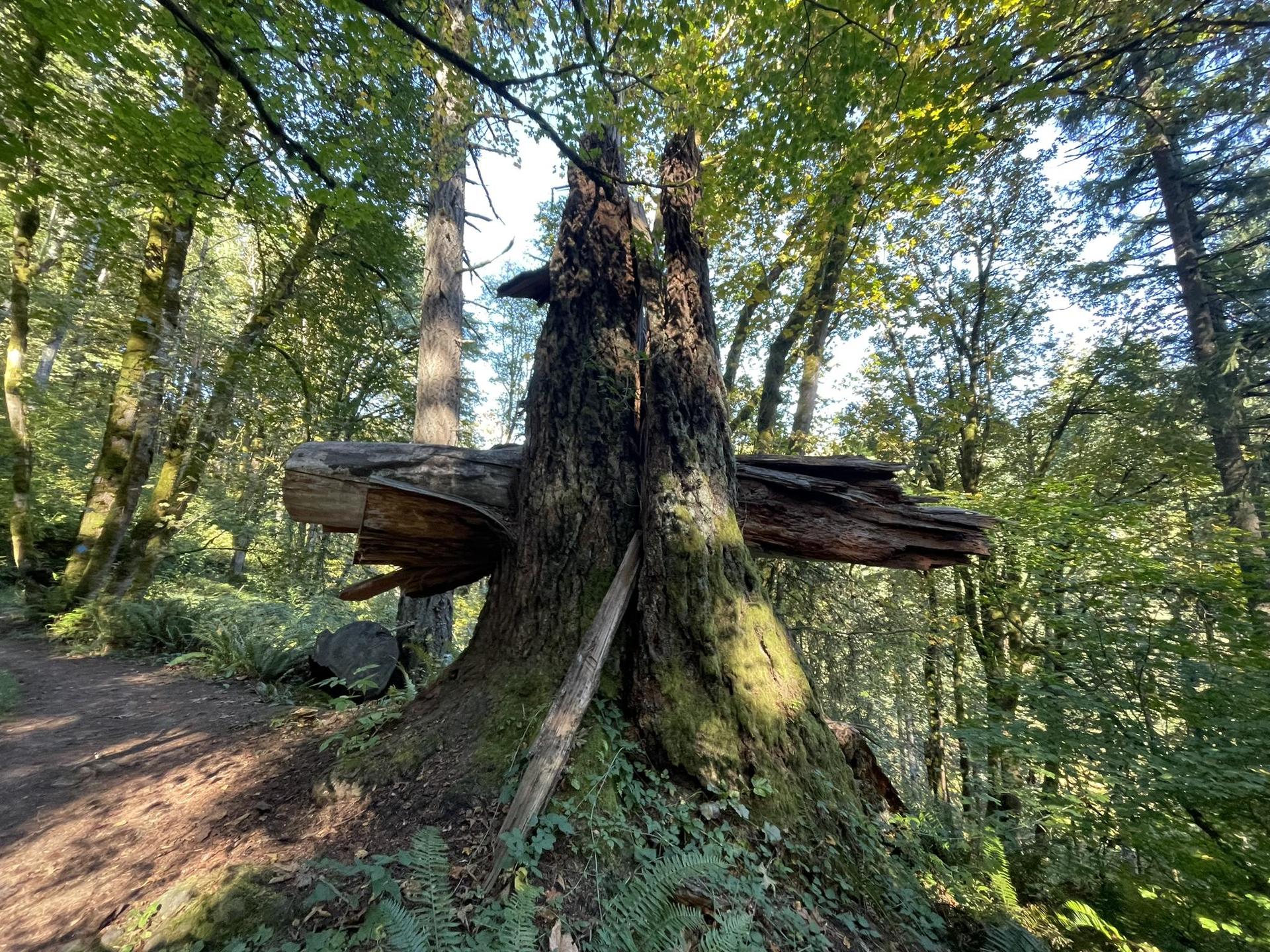 Large mossy tree stump with a fallen log in a sunlit forest.