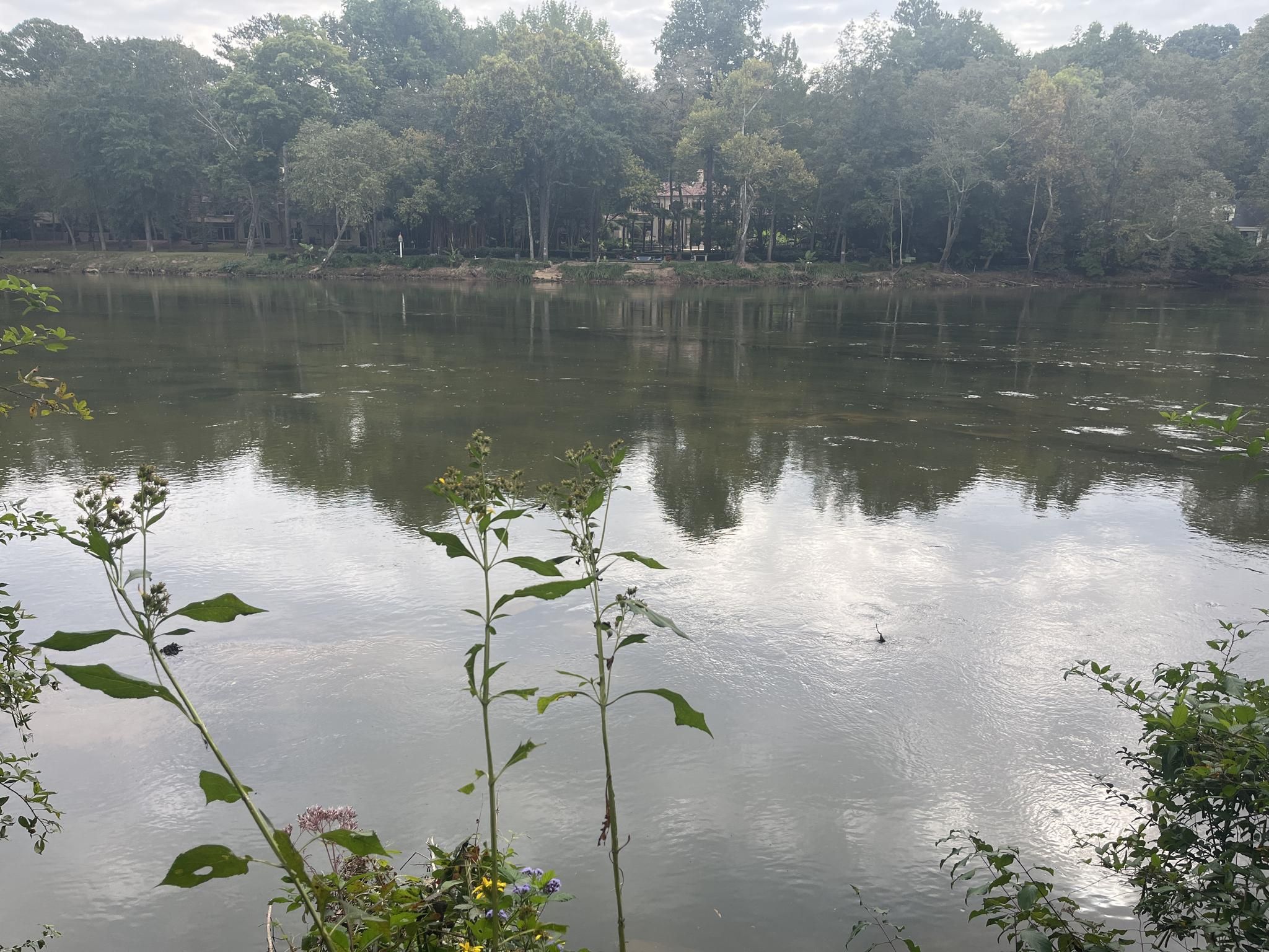 Wide river reflecting an overcast sky, bordered by lush green trees. - Cochran Shoals Trail – Chattahoochee River View loop from Cochran Shoals Unit - Columns Drive Parking Lot