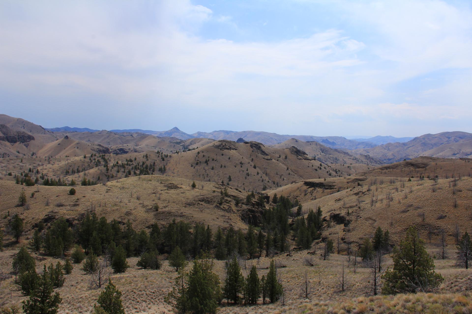 Arid, rolling hills with sparse trees under an overcast sky.