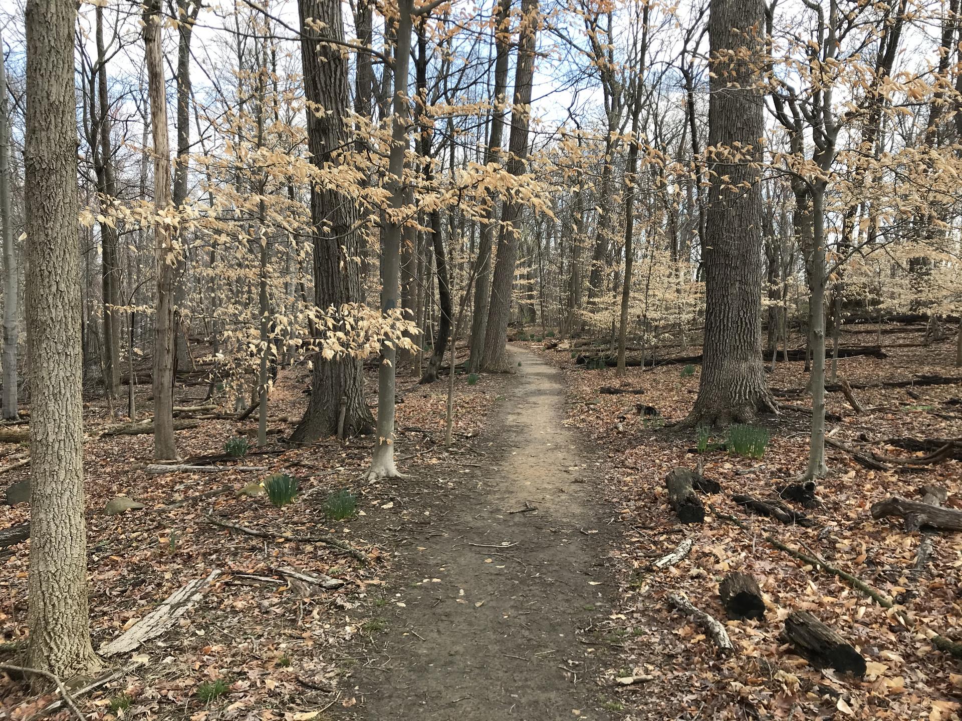 A dirt path winds through a forest with bare trees and fallen leaves.