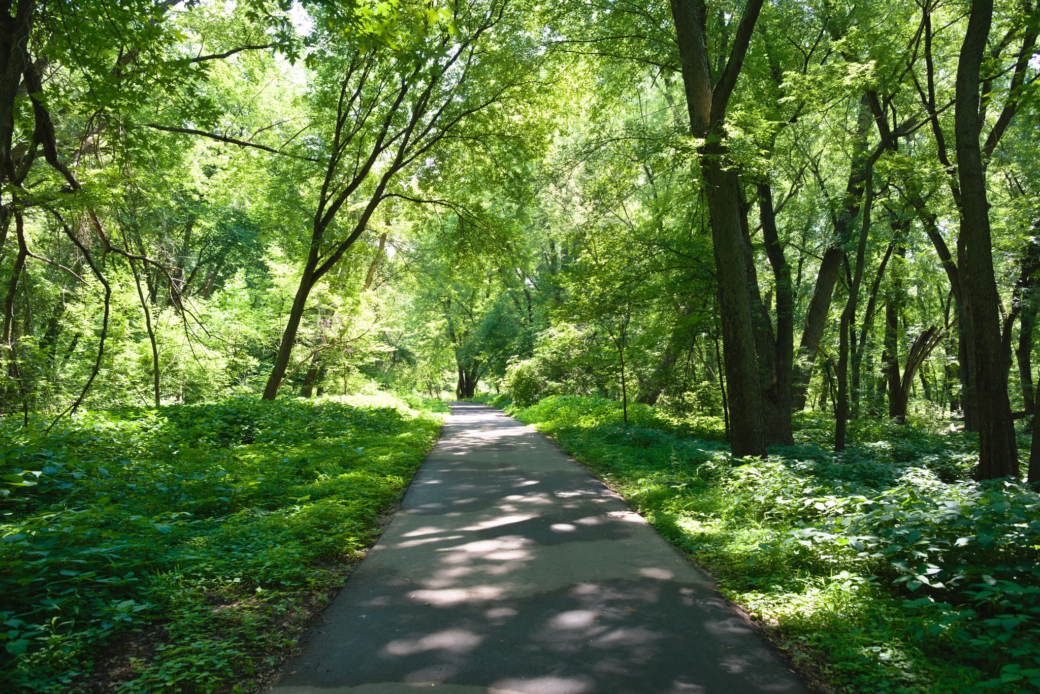 Paved path winding through a sunlit, dense green forest with dappled shadows. - River to River Greenway and Mendota Trail loop