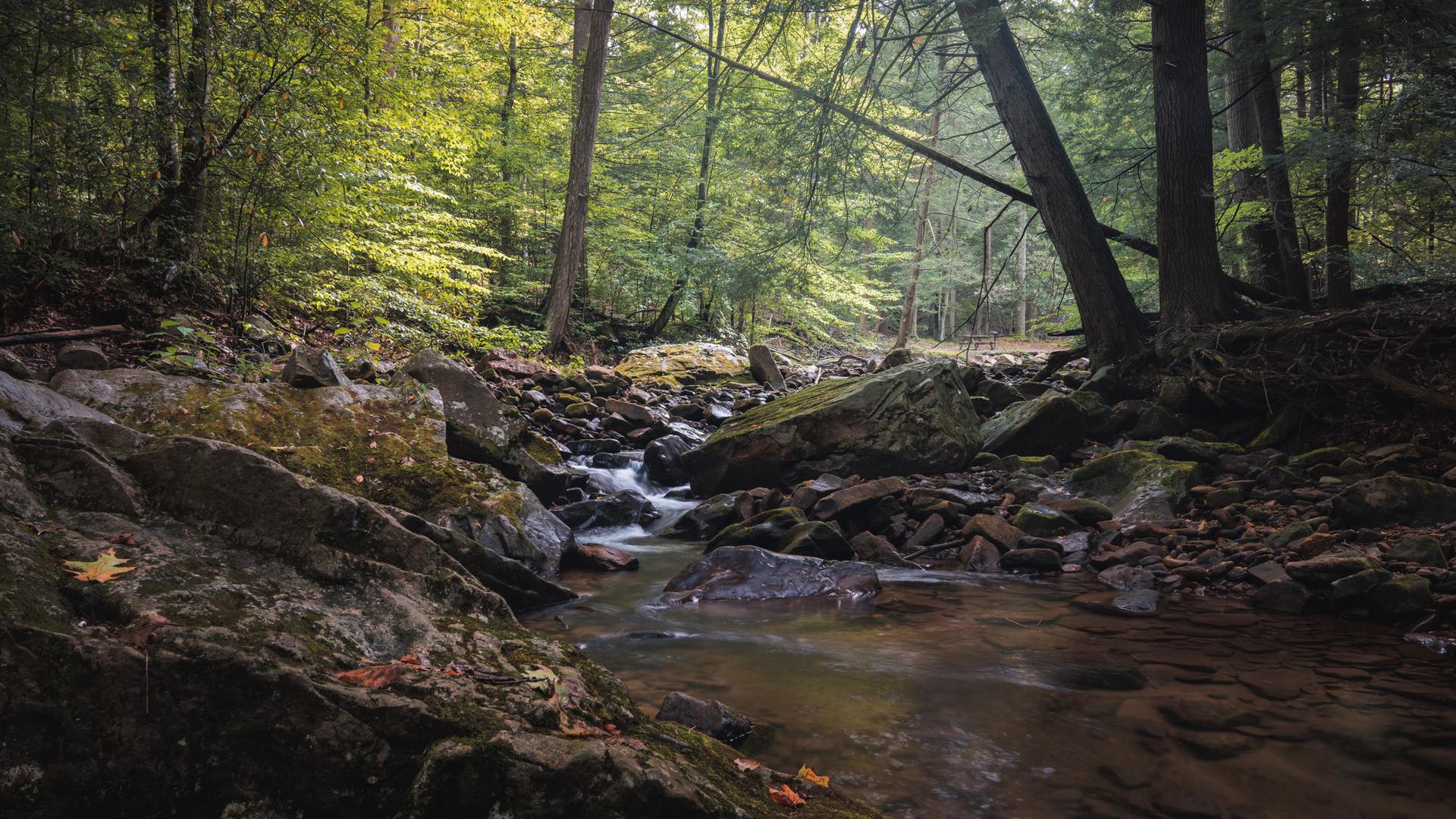 A serene forest stream flows over mossy rocks under dappled sunlight.