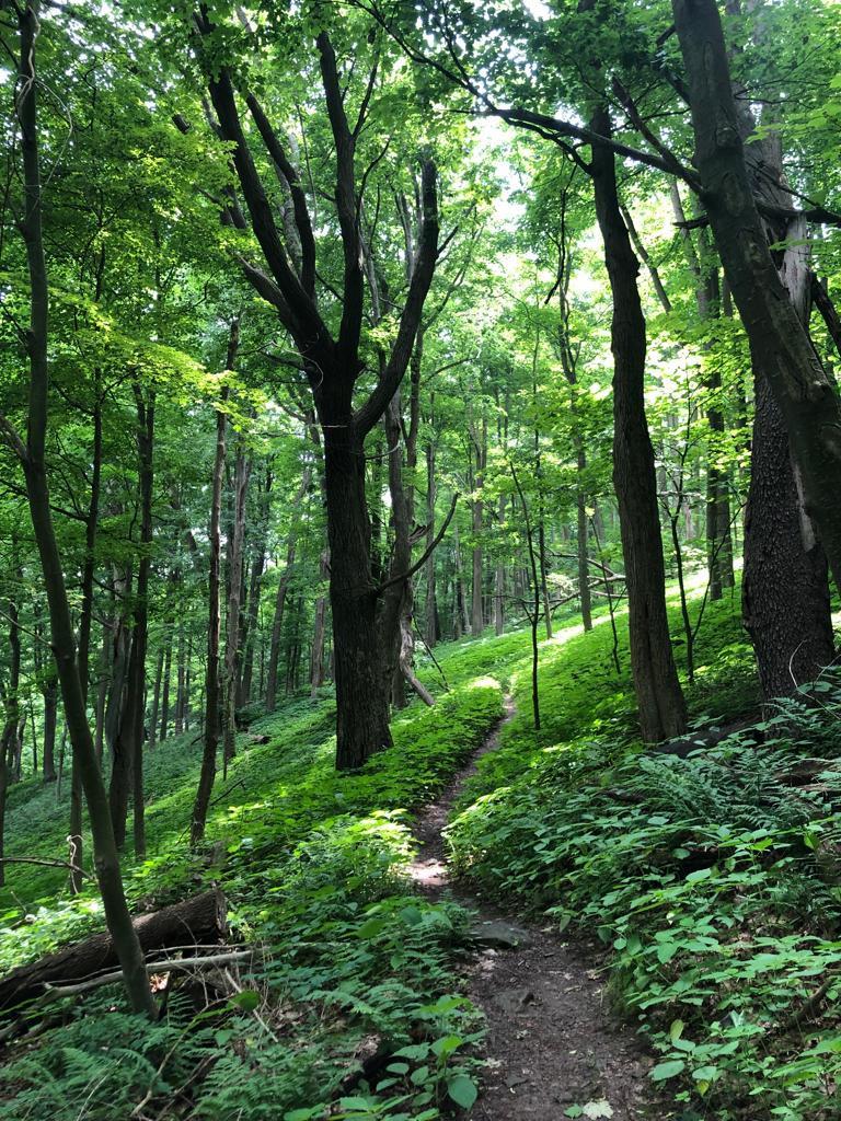 A narrow dirt path winds through a sunlit, lush green forest.