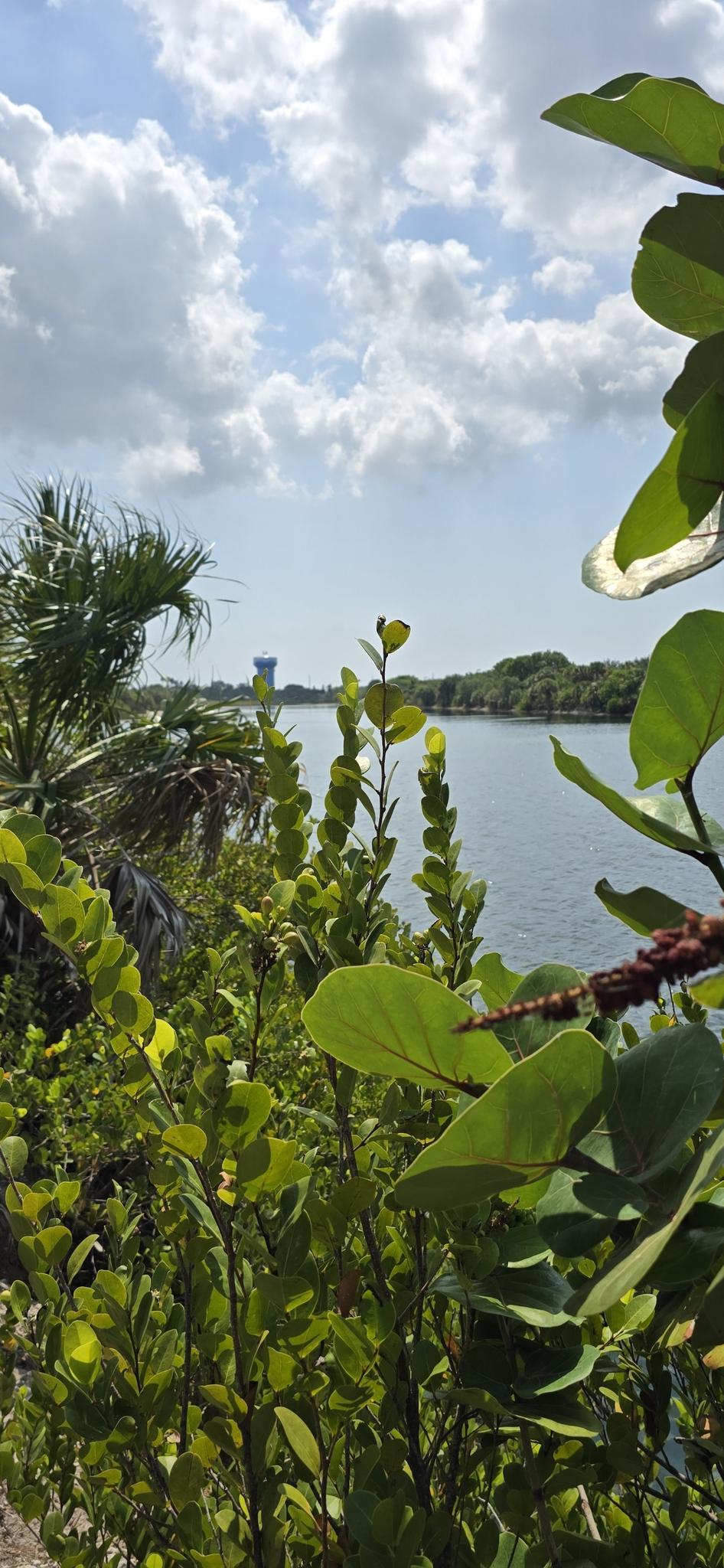 Lush green foliage frames a calm body of water under a cloudy sky.
