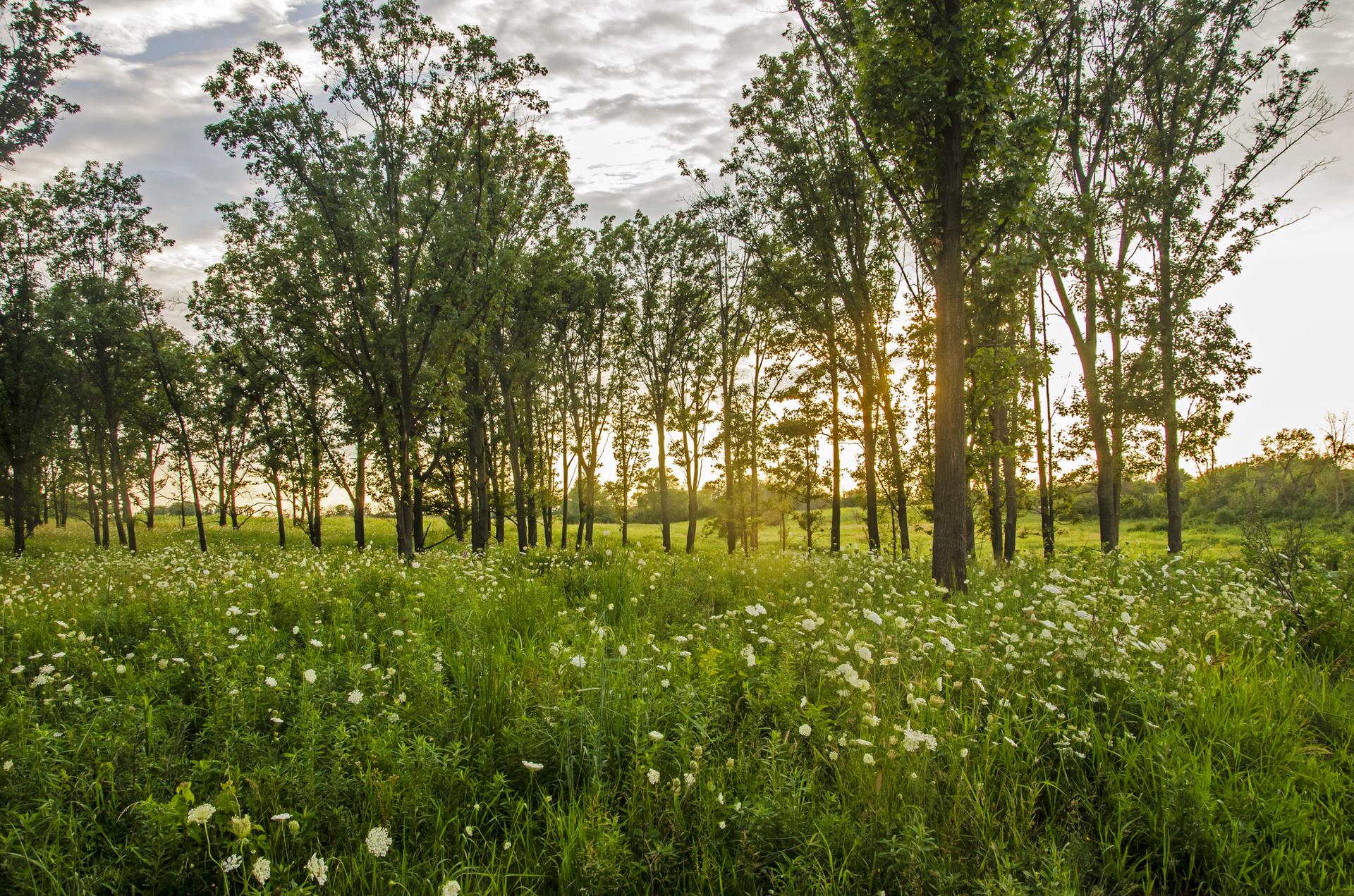 Golden hour light illuminates a field of white wildflowers and tall trees.