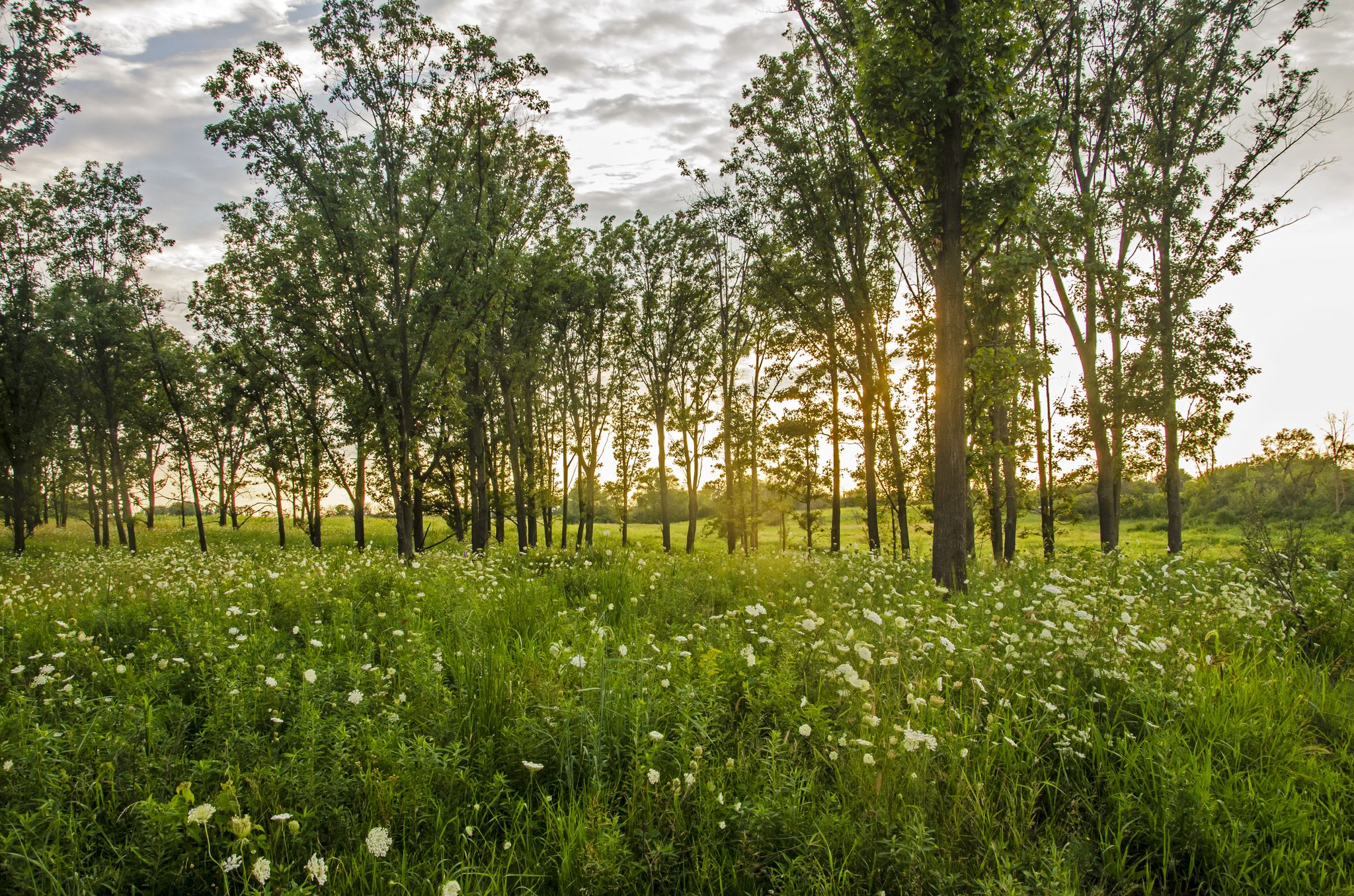 Golden hour light illuminates a field of white wildflowers and tall trees. - Orland Grassland loop