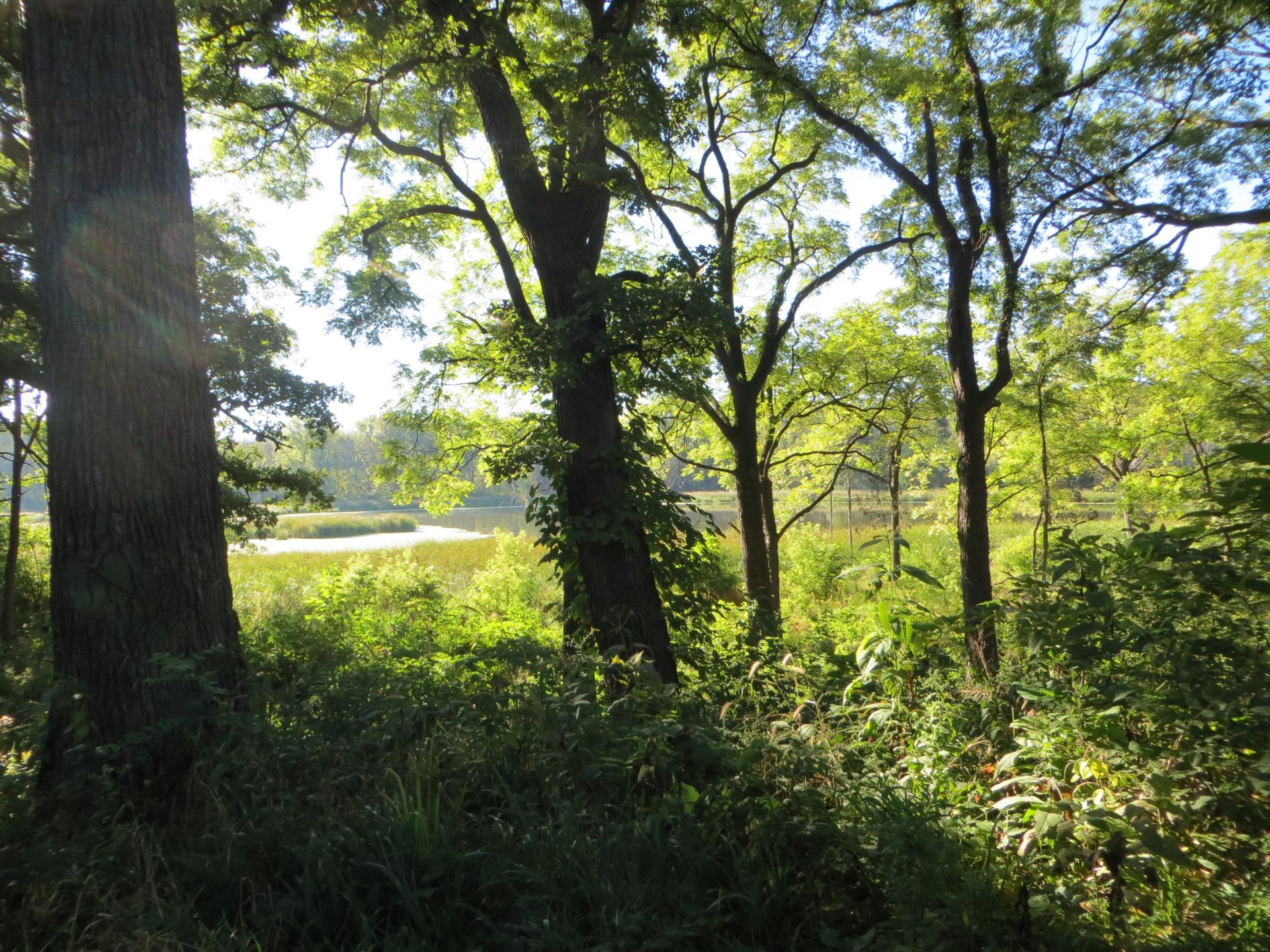 Sunlight filters through green trees overlooking a marshy lake.