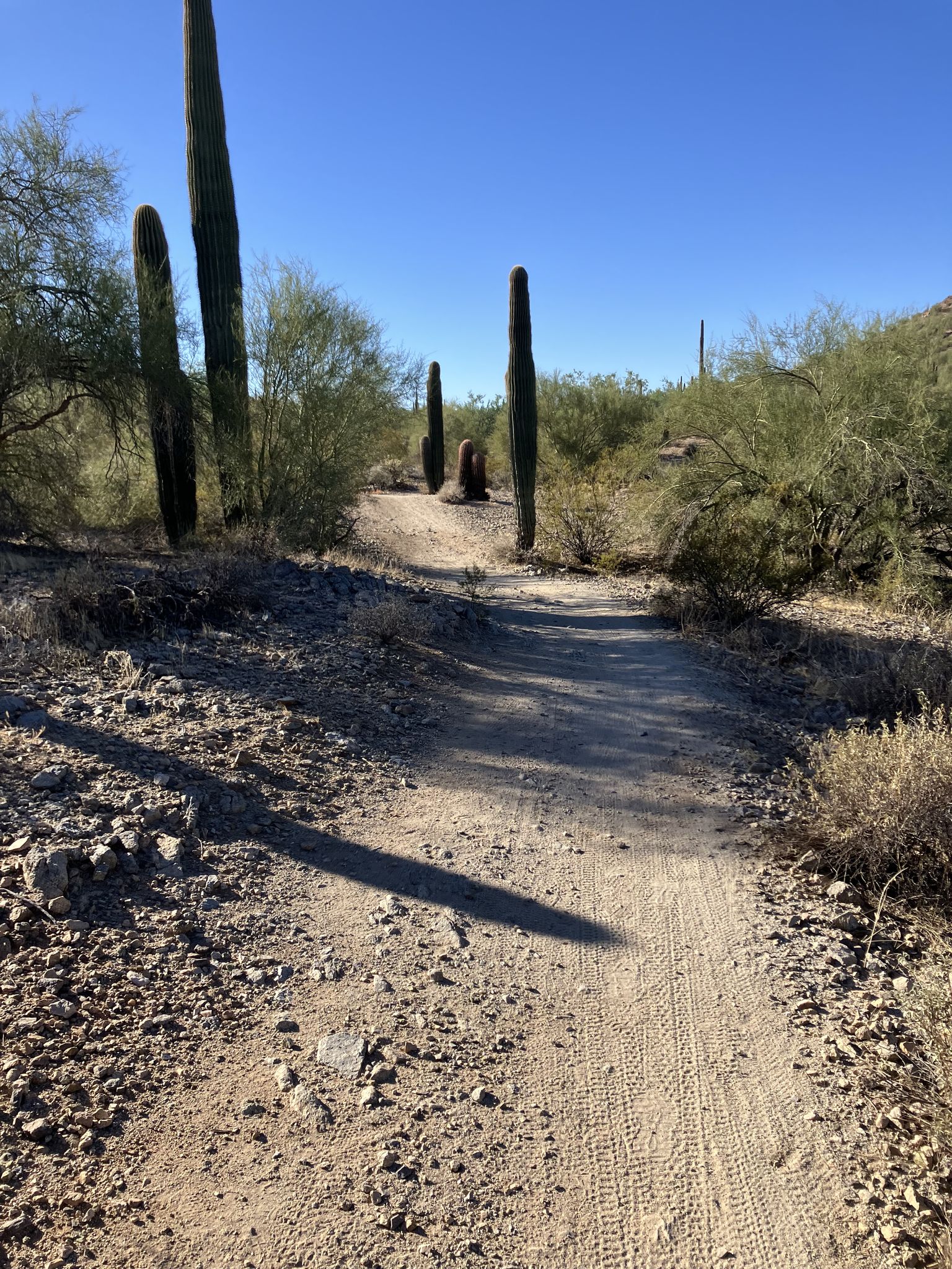 A dirt trail winds through desert with tall saguaro cacti under clear sky. - San Tan Trail loop from San Tan Mountain Regional Park