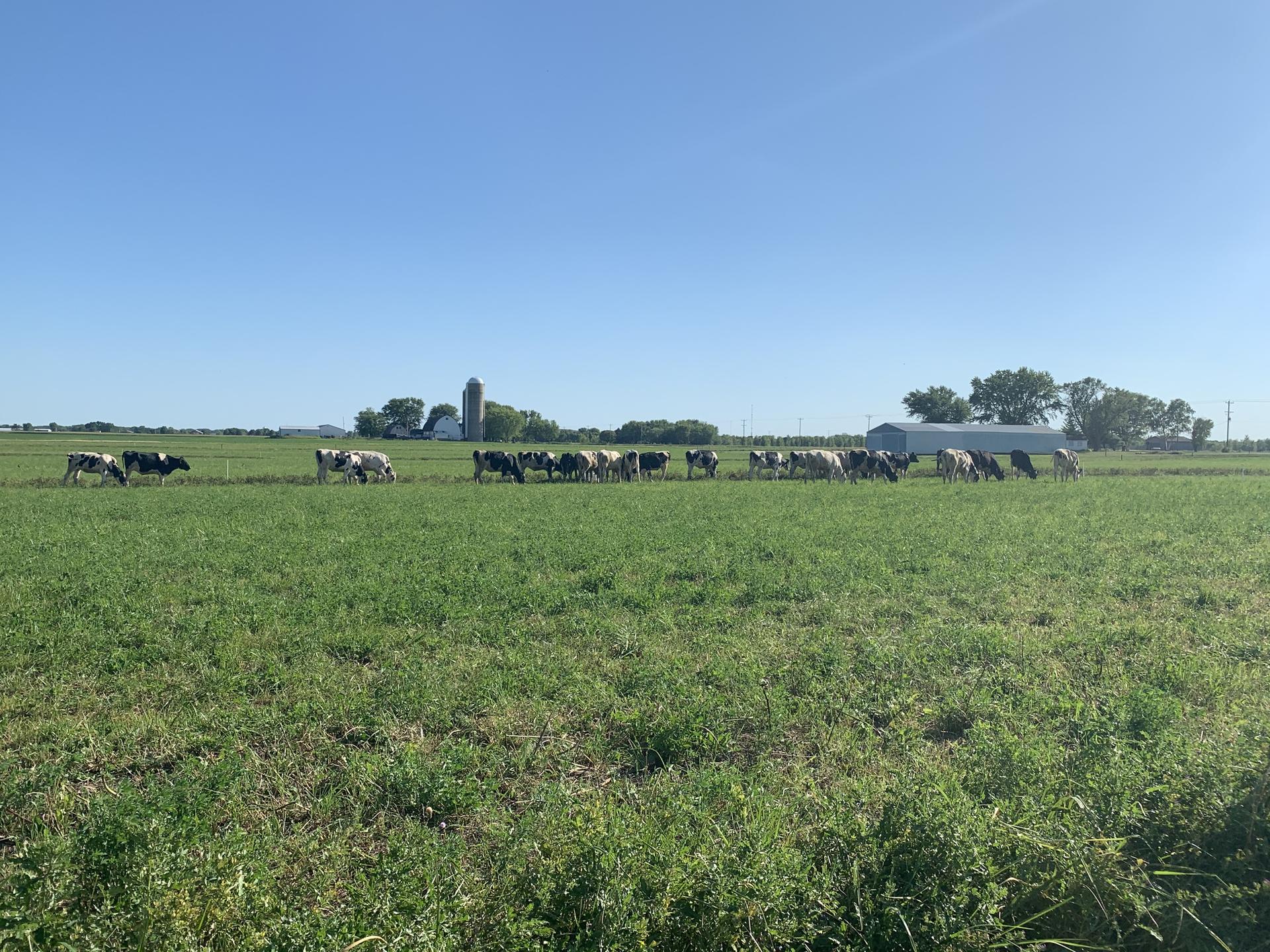 A herd of cows grazing in a vast green field under a clear blue sky.