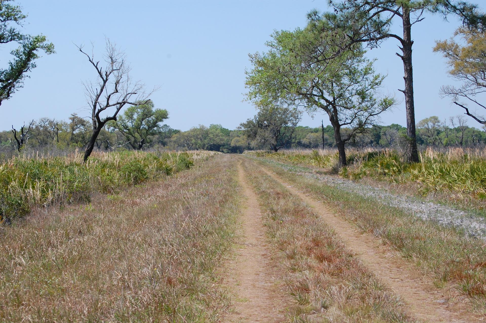 A dirt road cuts through a dry grassy field with scattered trees.