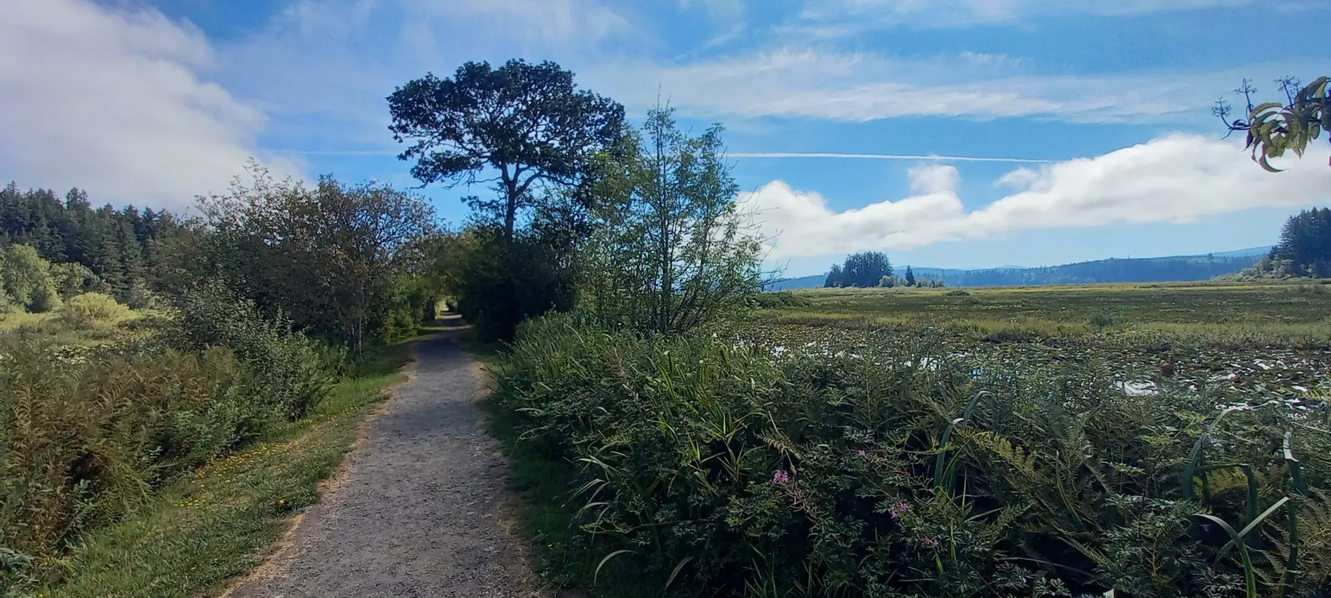 Dirt path winding through tall grass next to a marsh under a cloudy sky.