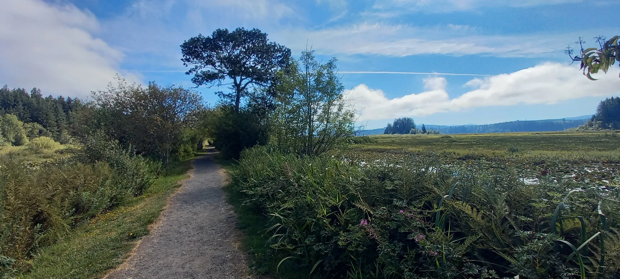 Dirt path winding through tall grass next to a marsh under a cloudy sky. - Seaquest Trail #2