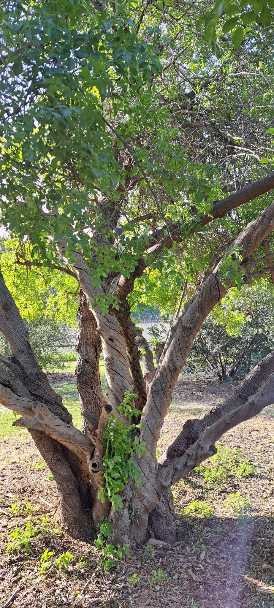 A large tree with twisted, gnarled trunks and green leaves in bright light.