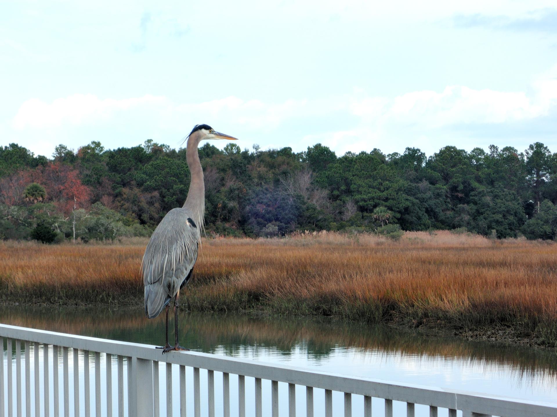 A large grey heron stands on a railing overlooking a marshy wetland.
