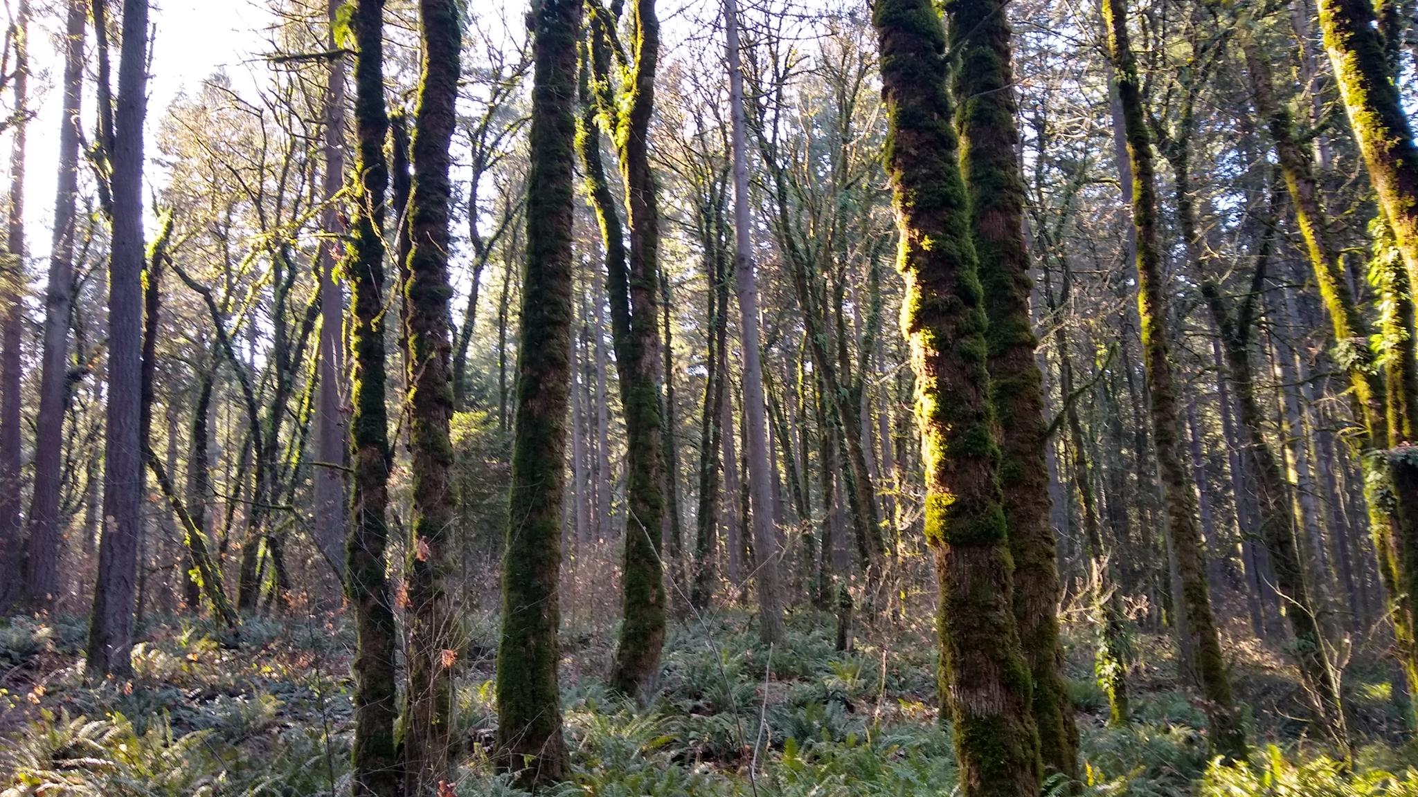 Sunlight illuminates mossy tree trunks in a dense, vibrant forest.