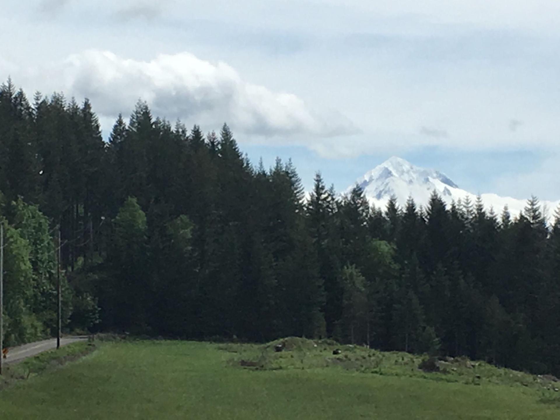 Snowy mountain peak behind a dense evergreen forest and green field.