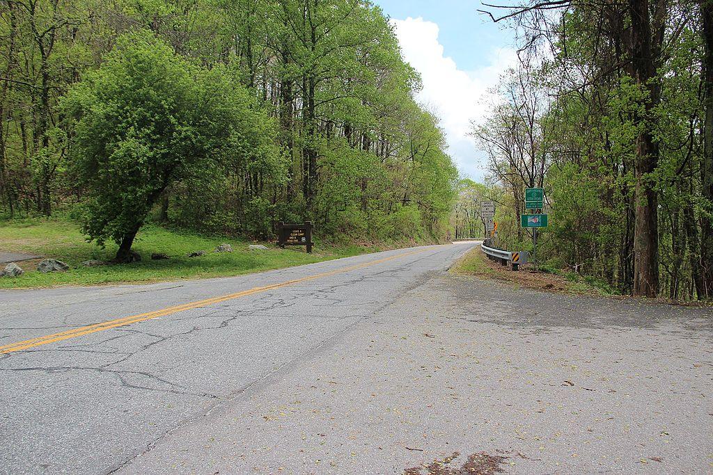An empty paved road winds through a dense green forest on a bright day.