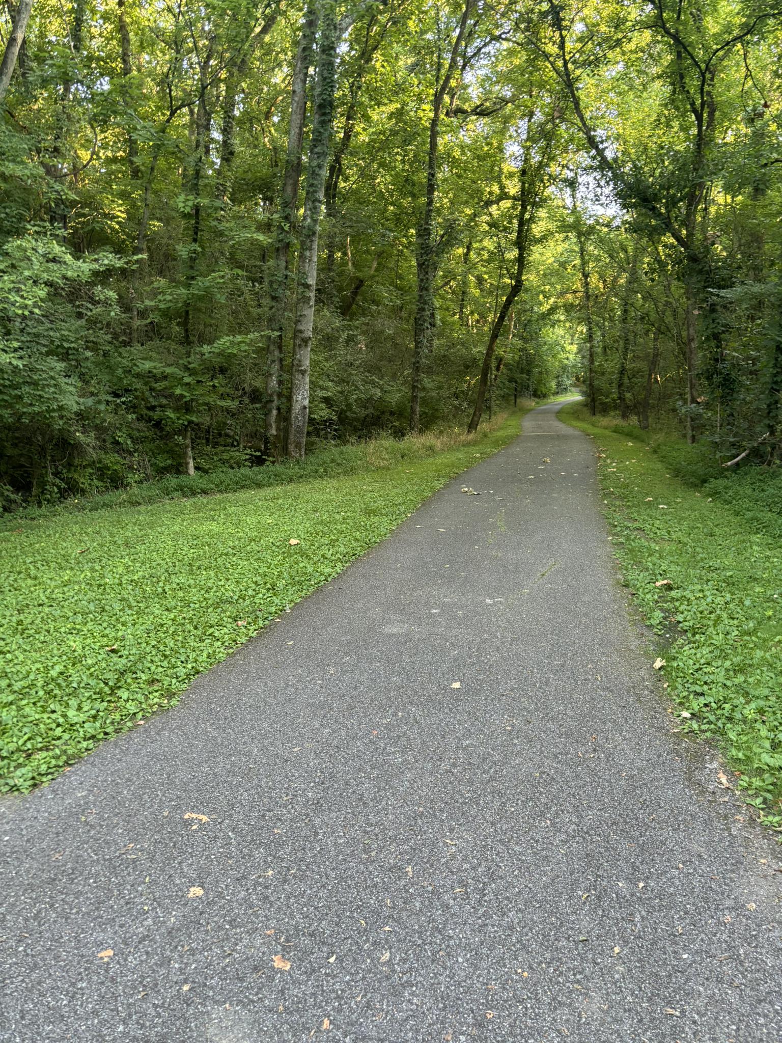 A paved path winds through a dense, sunlit forest with green undergrowth.