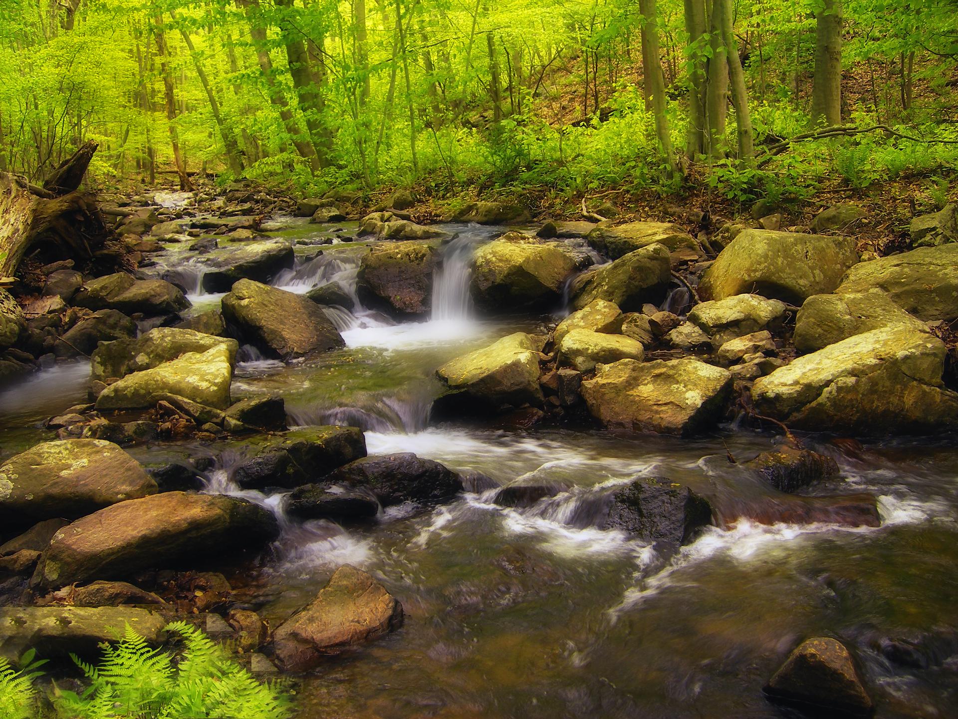 A rocky stream flows through a lush green forest under soft light.