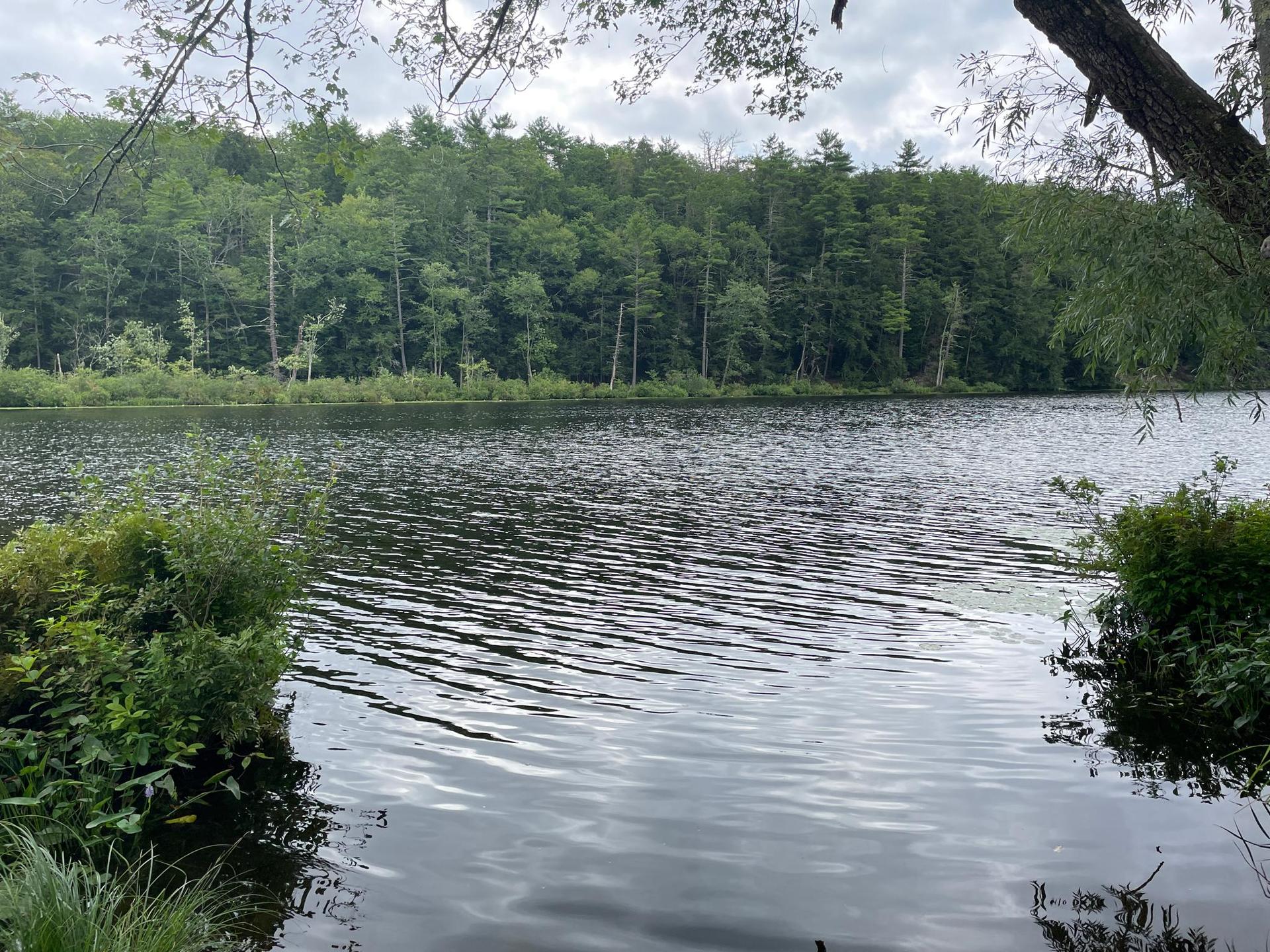 Overcast day over a tranquil lake bordered by lush green trees and foreground foliage.